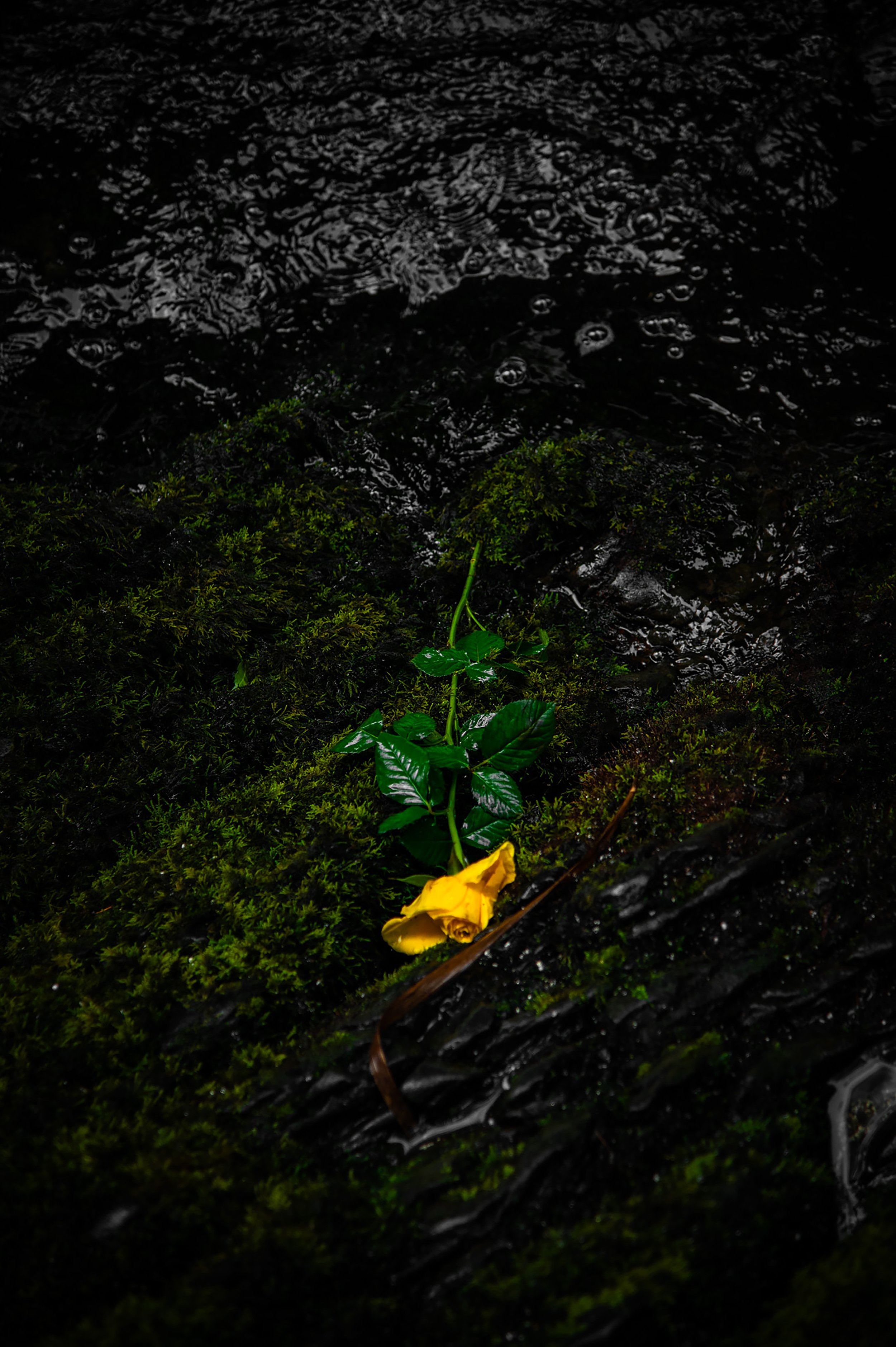 Stranded Flower