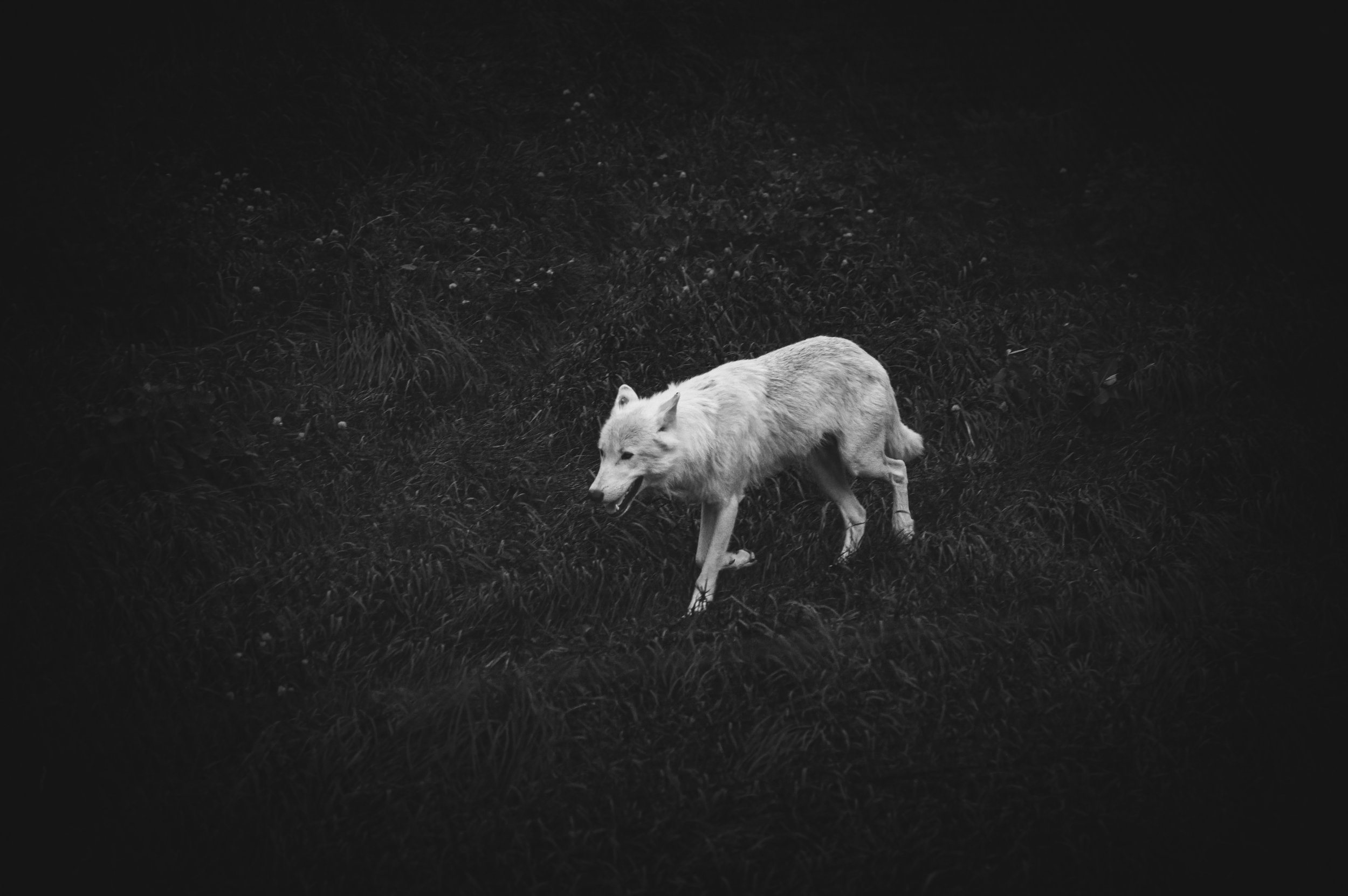Wandering Wolf