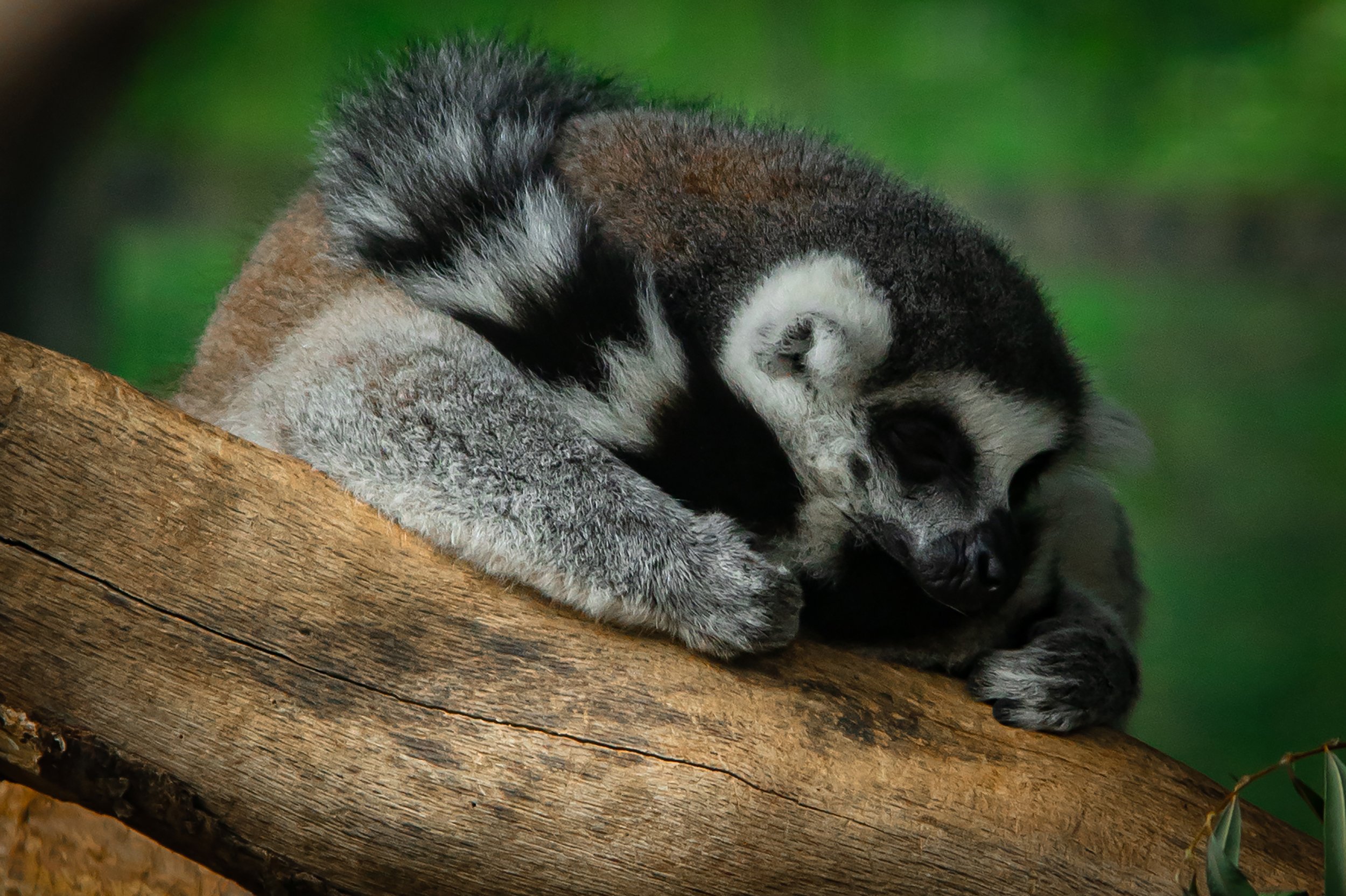 Sleeping Lemur