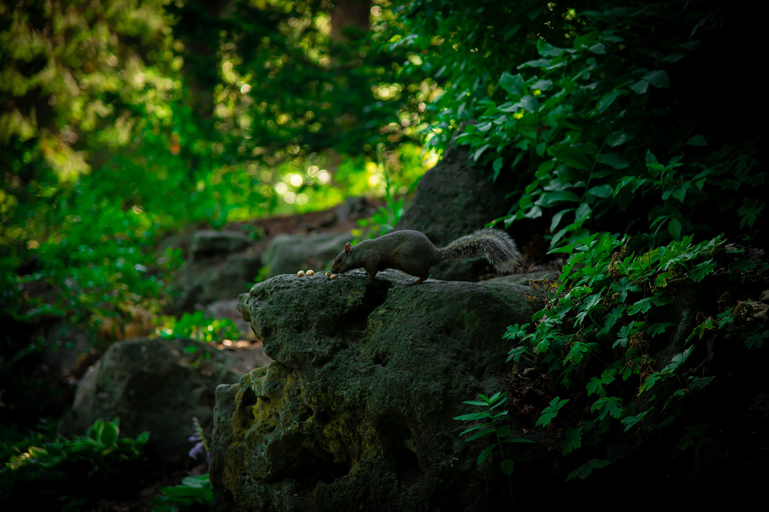 Scavenging Squirrel
