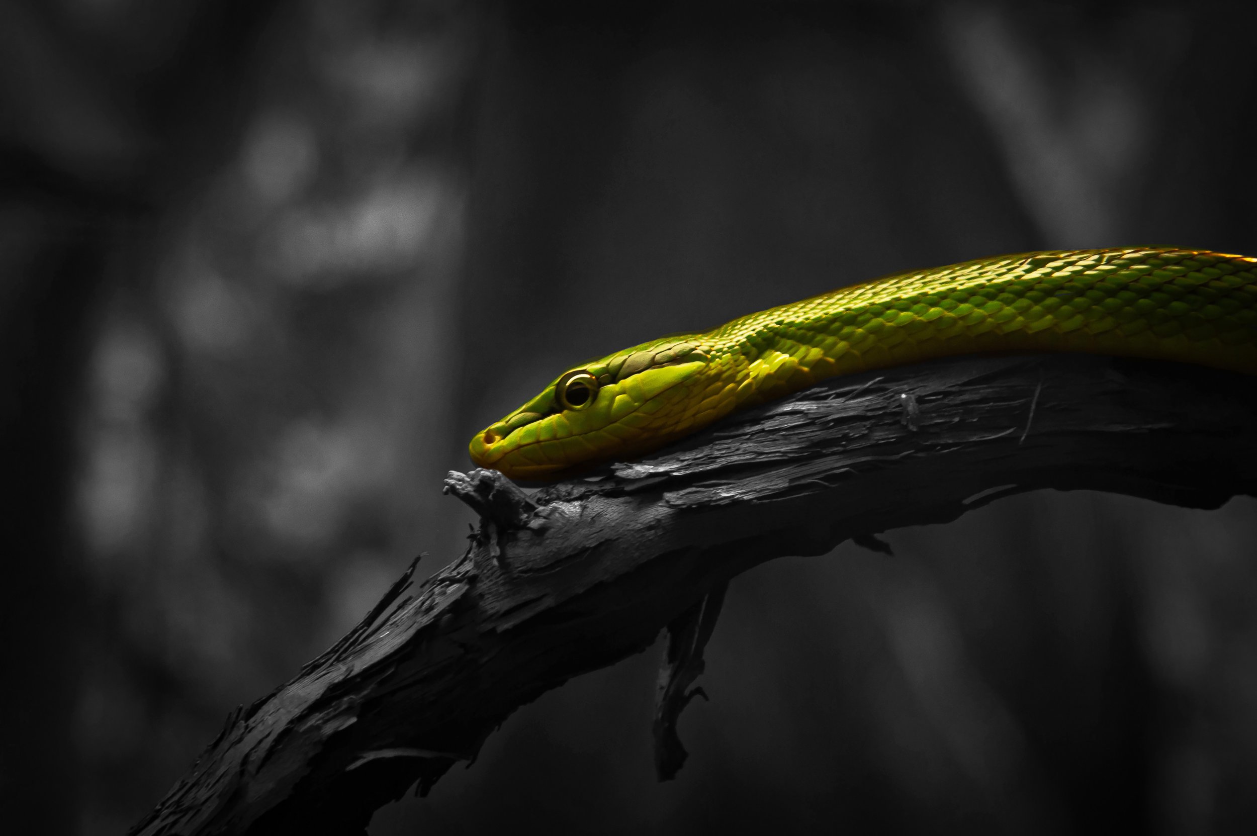 Slithering Snake (Selective Colour)