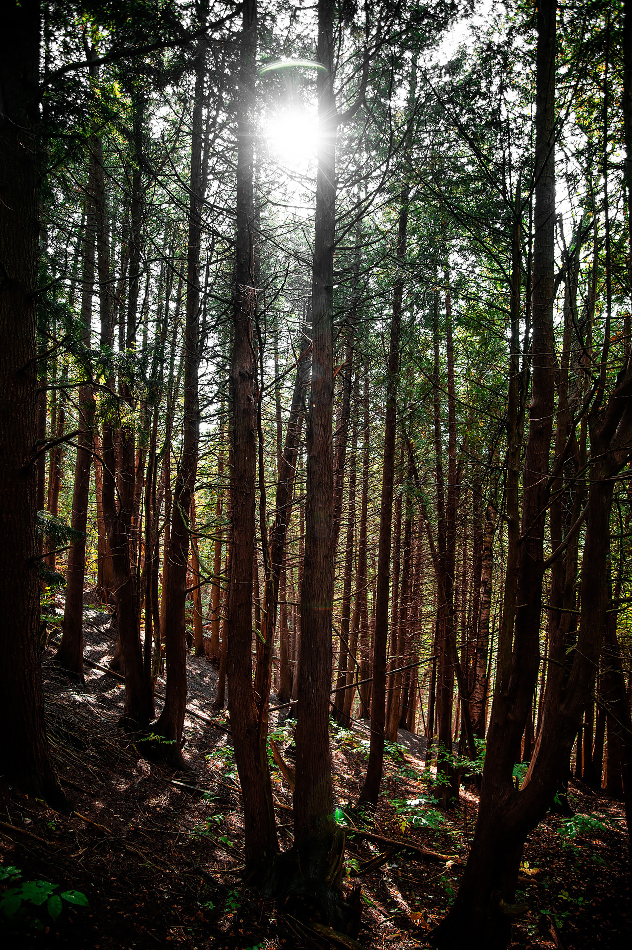 Forest Walk