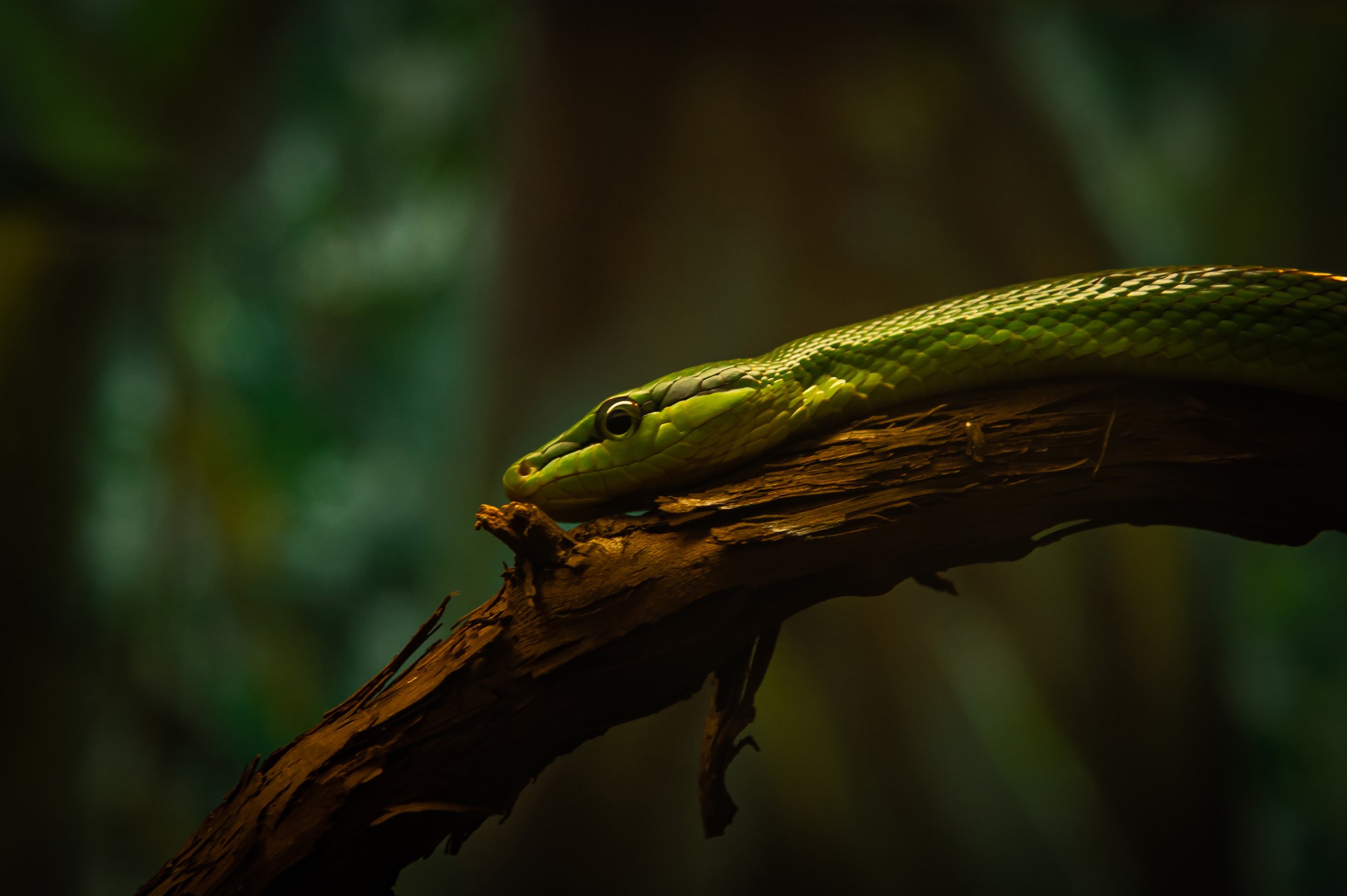 Slithering Snake