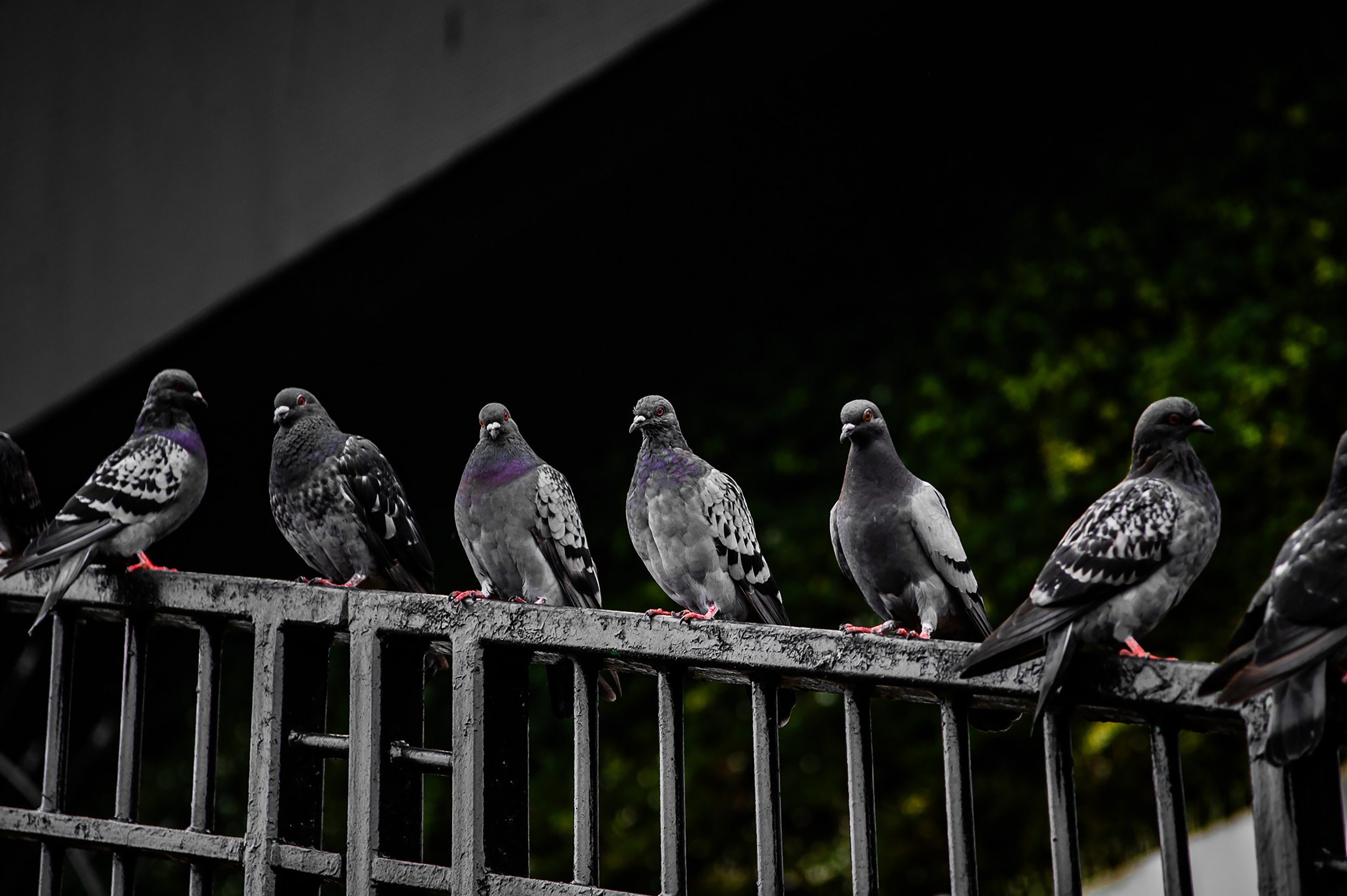 Pigeon Watch