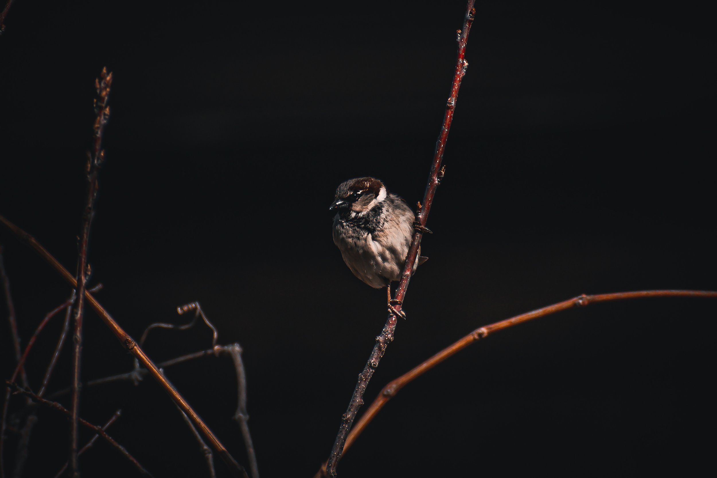 Mini Bird