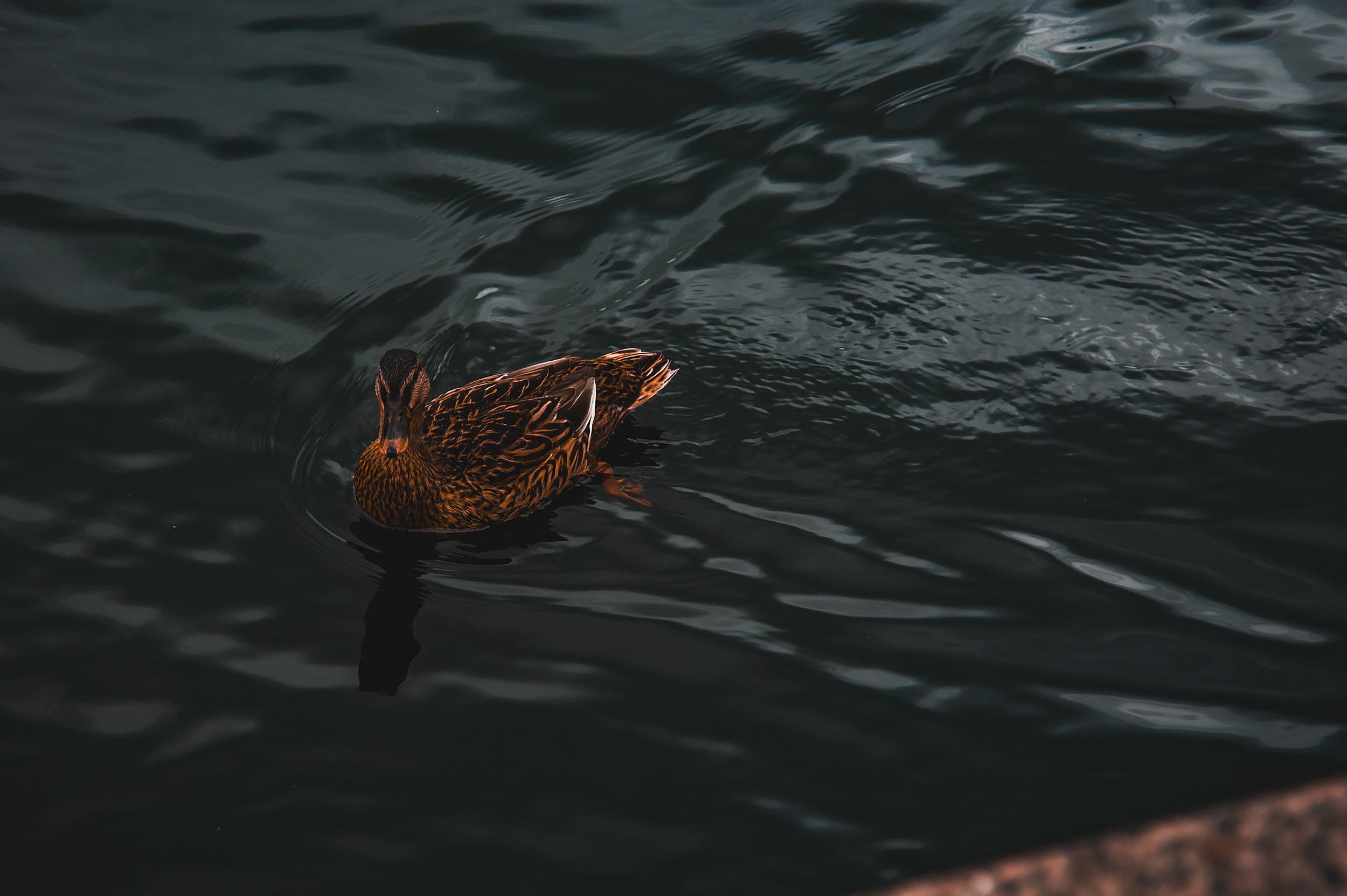 Paddling Duck
