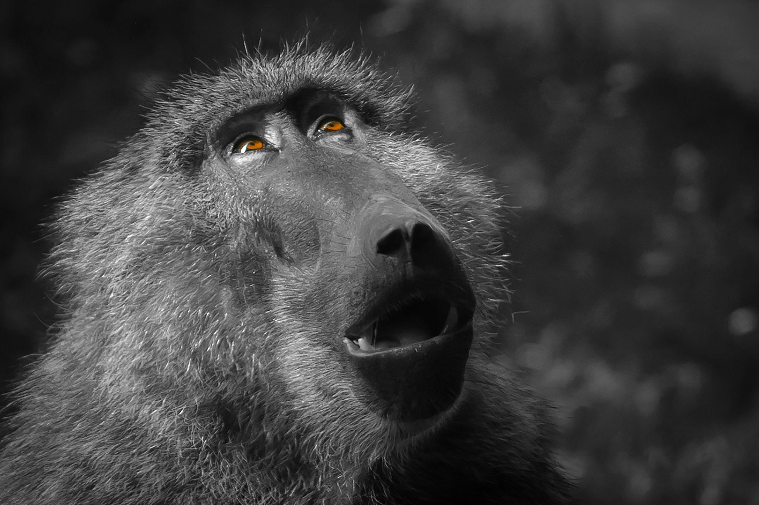 Monkey See (Selective Colour)