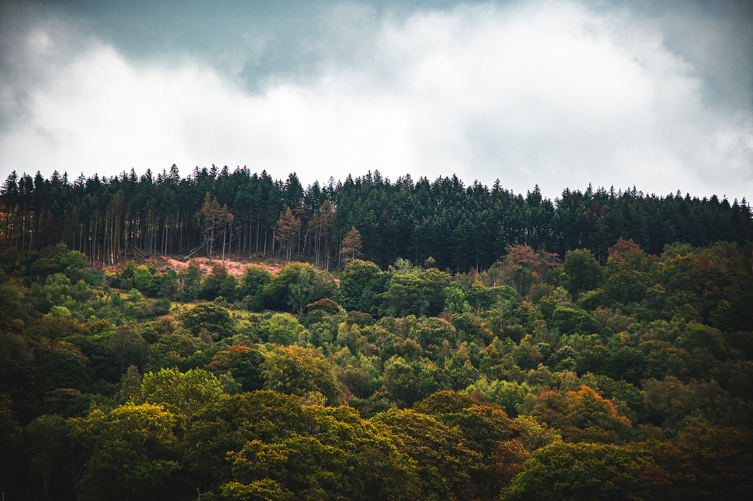 Lake District Trees