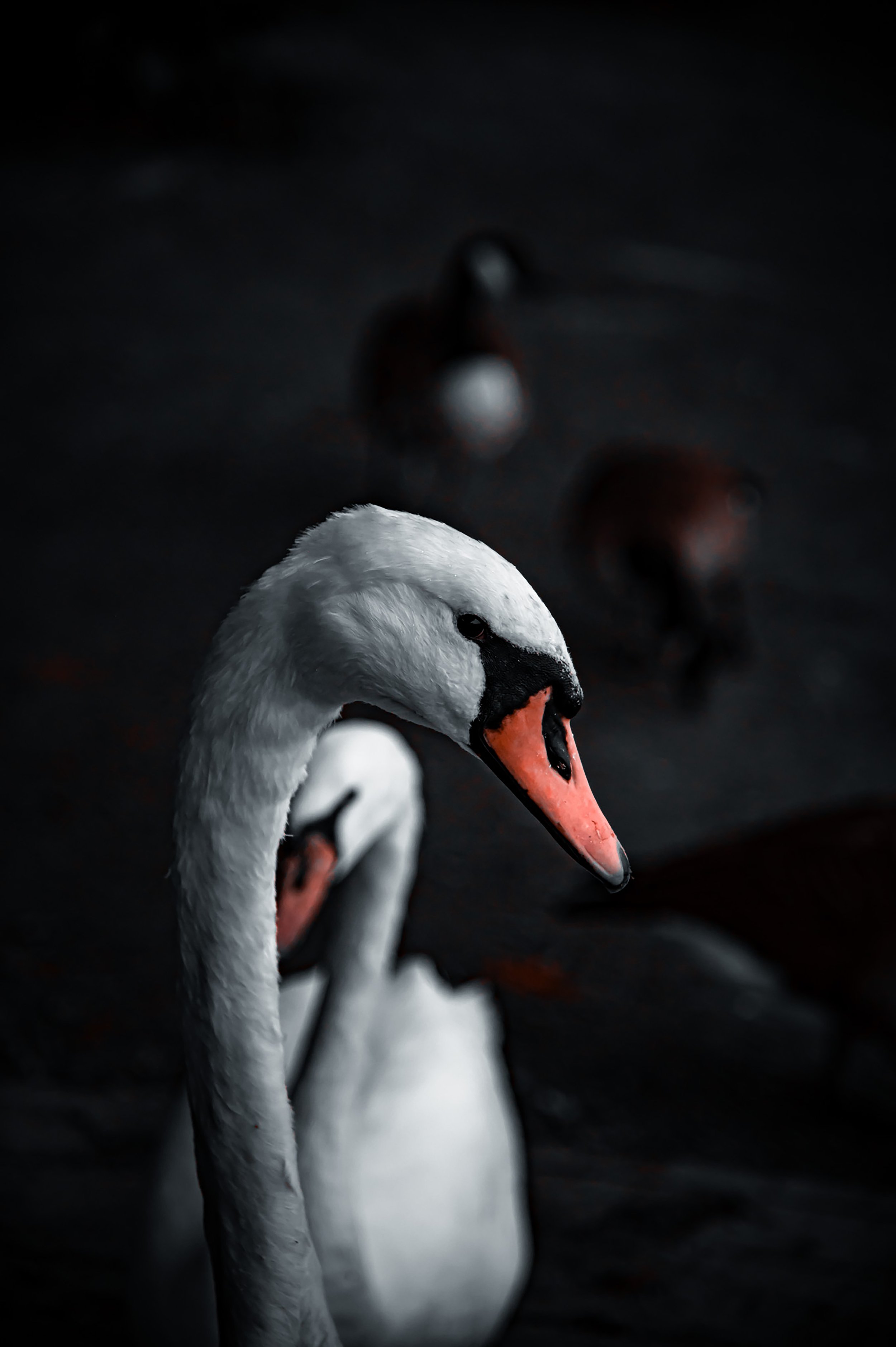 Staring Swan