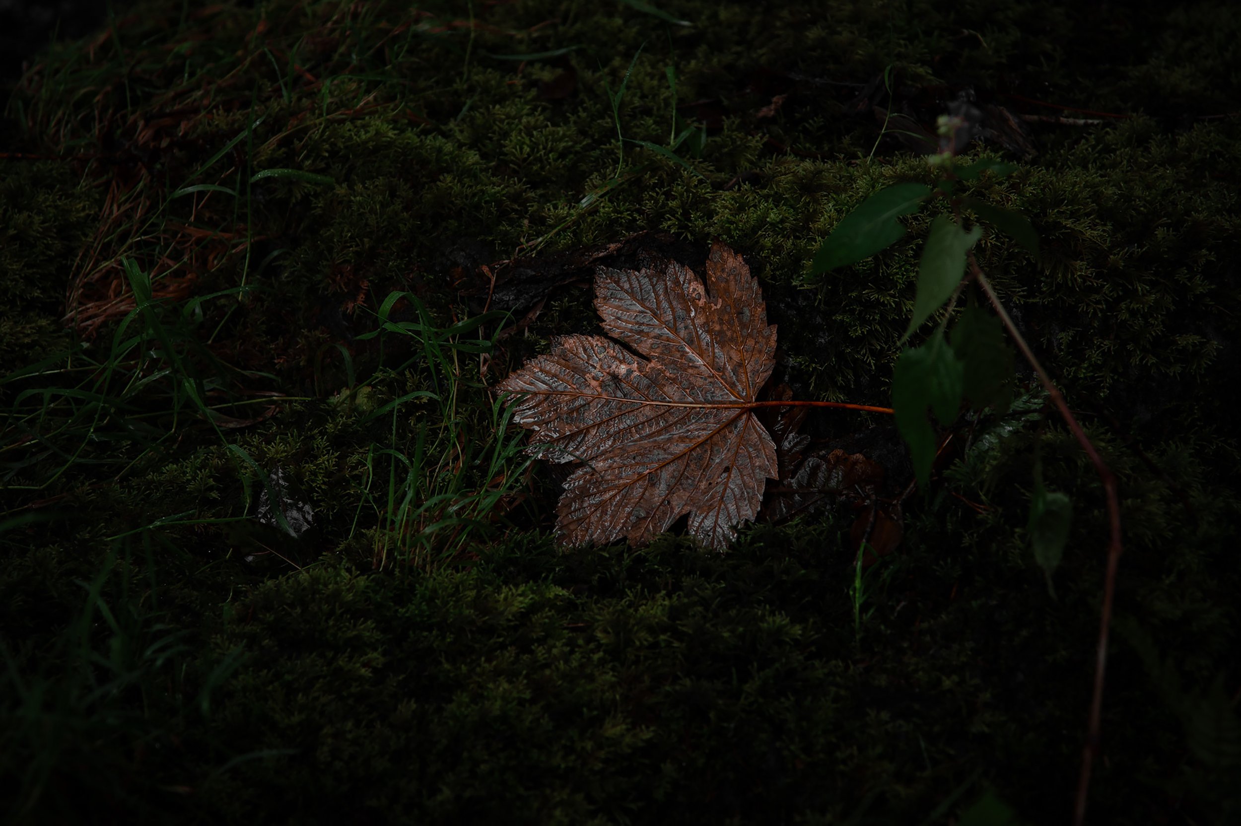 Leaf-t Alone
