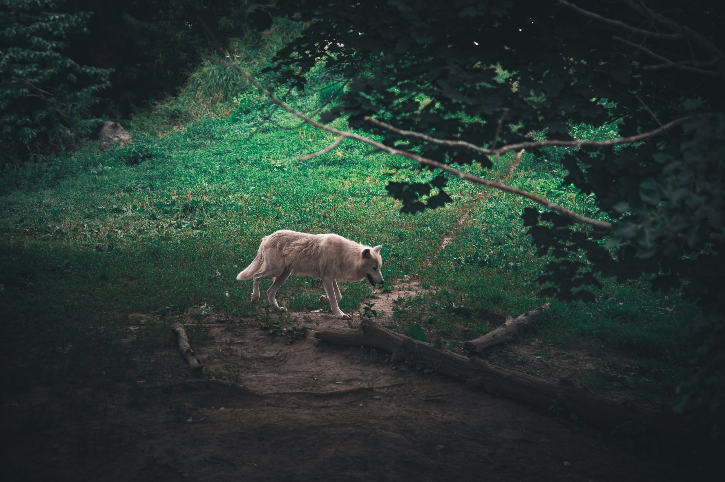 Scouting Wolf
