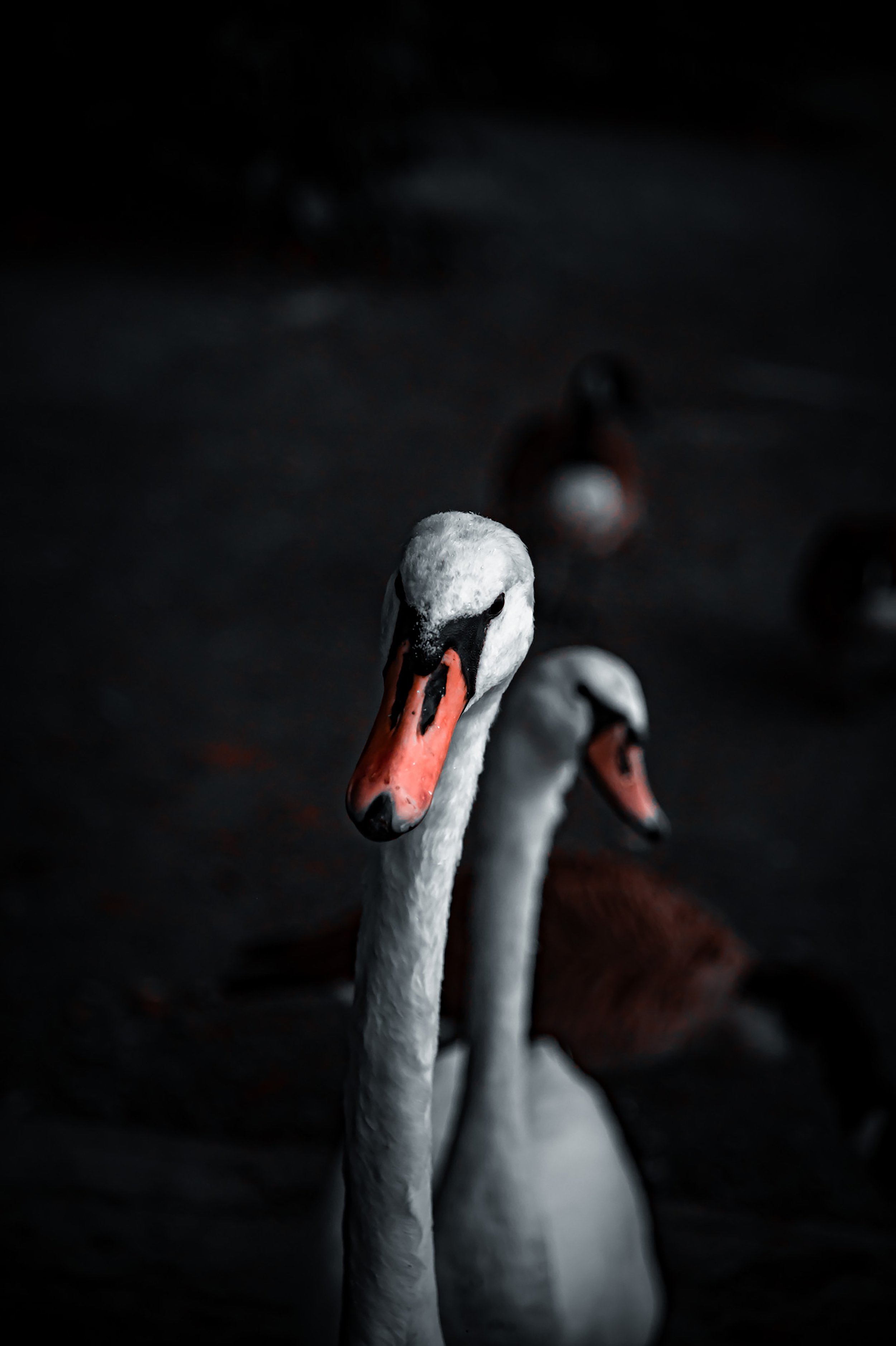 Swans