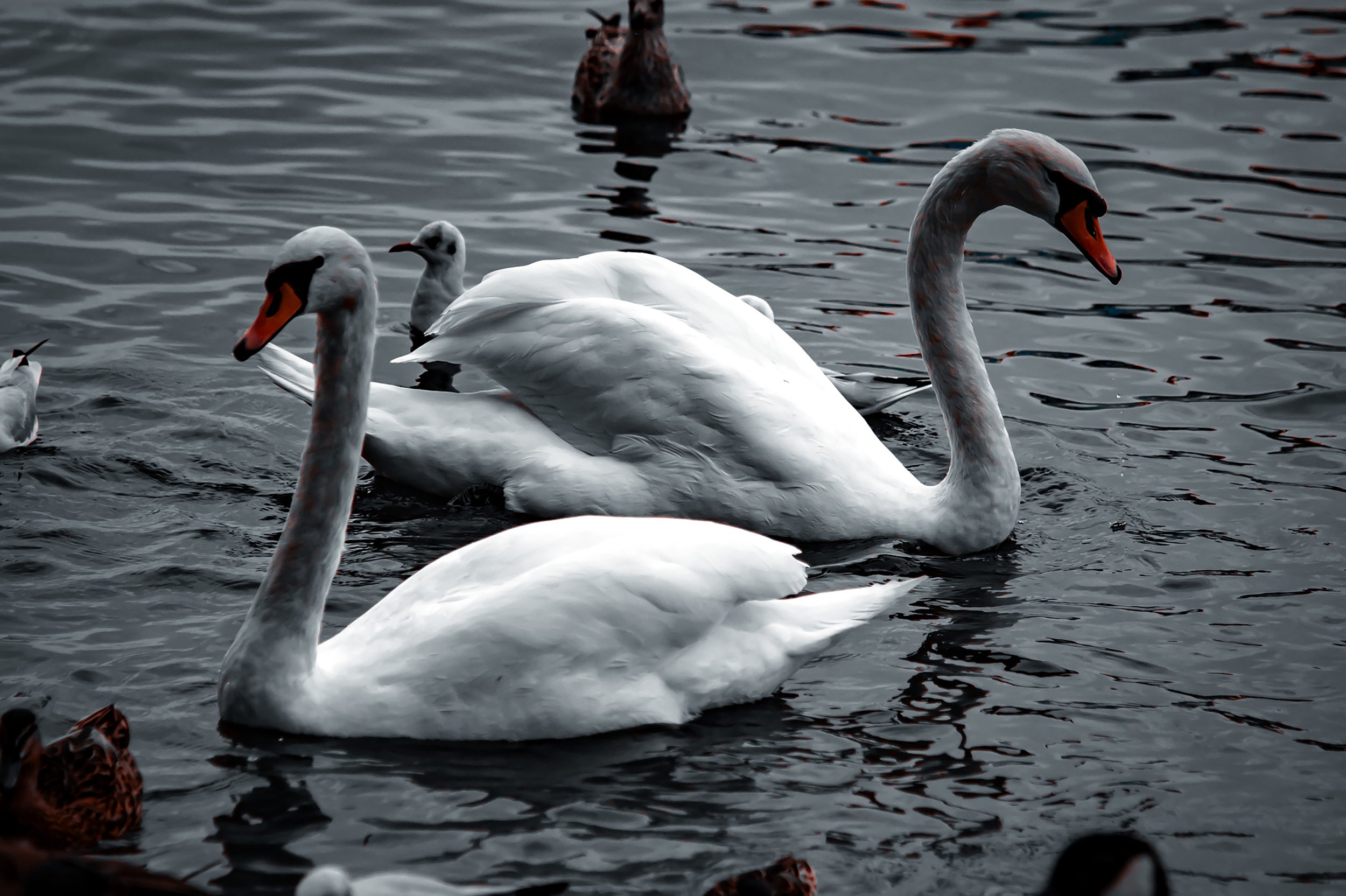 Swans Duo