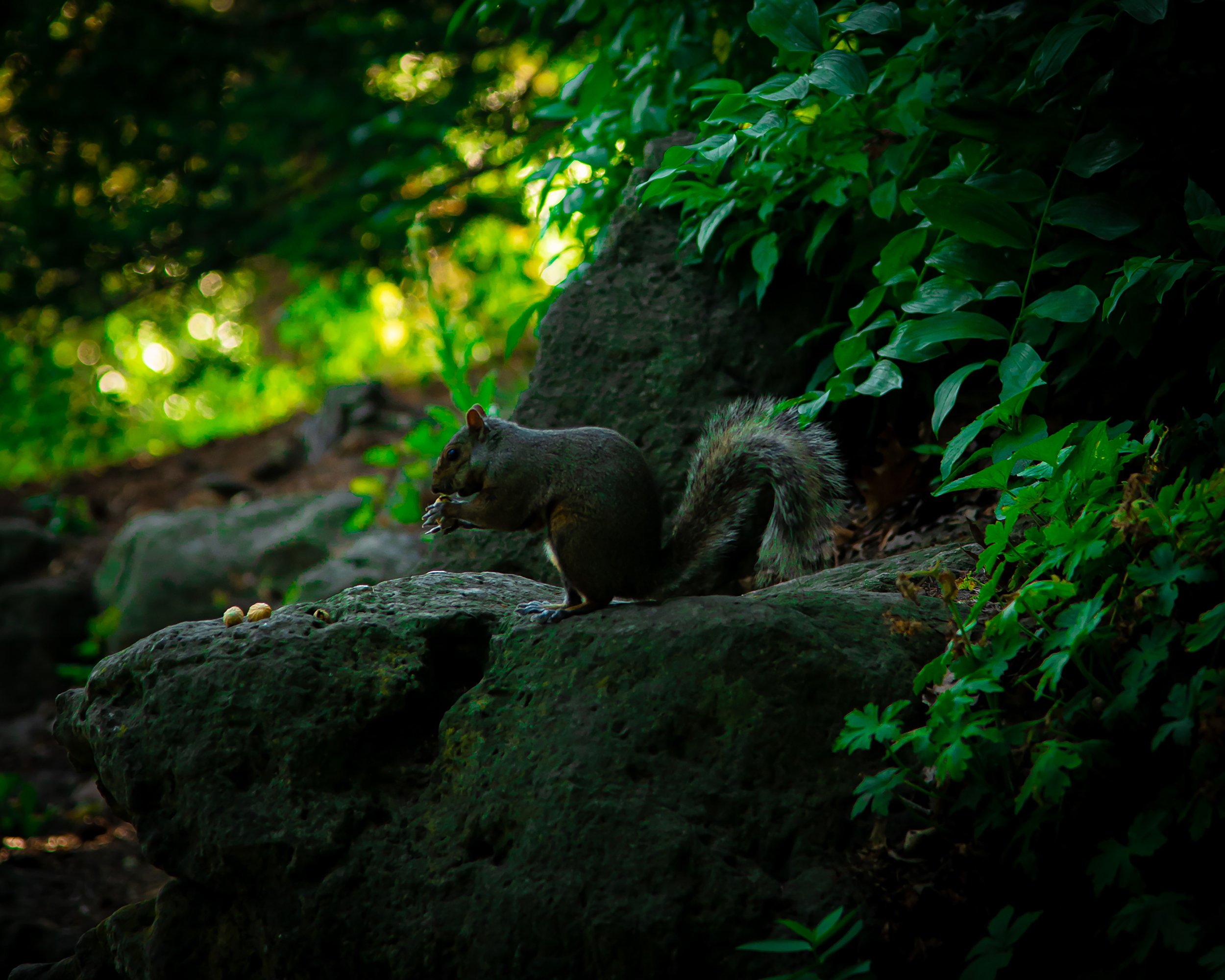 Snacking Squirrel