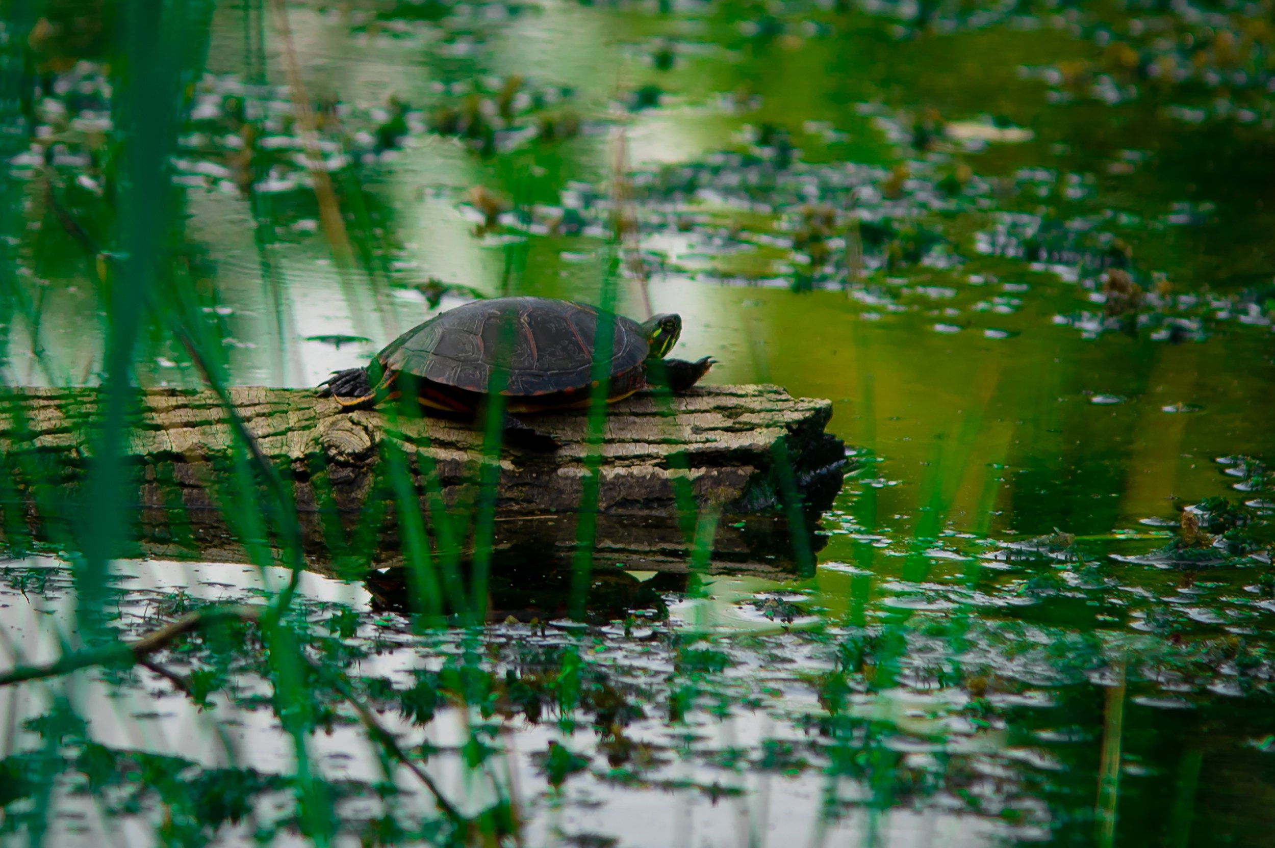 Mindful Turtle
