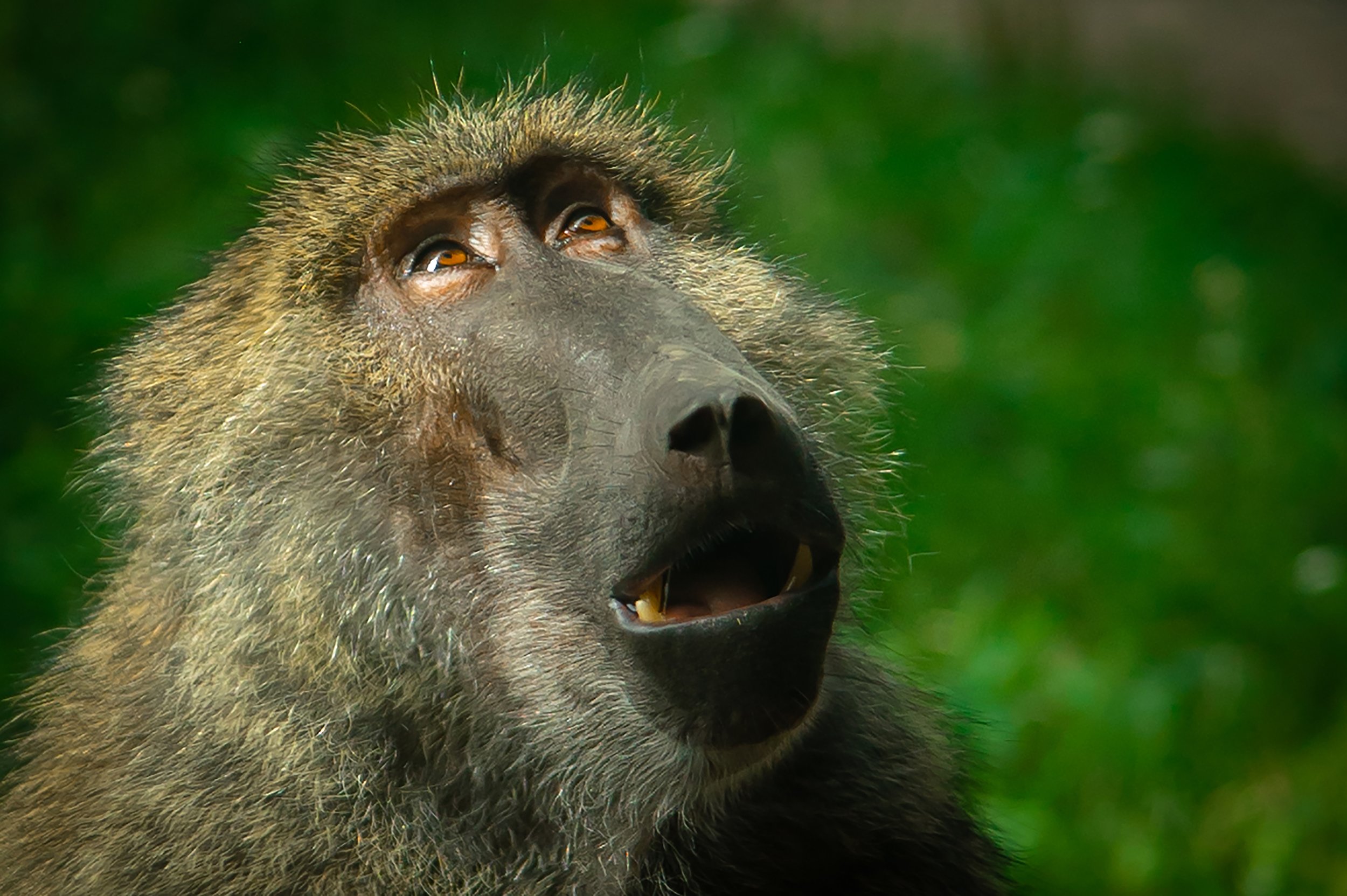 Monkey See