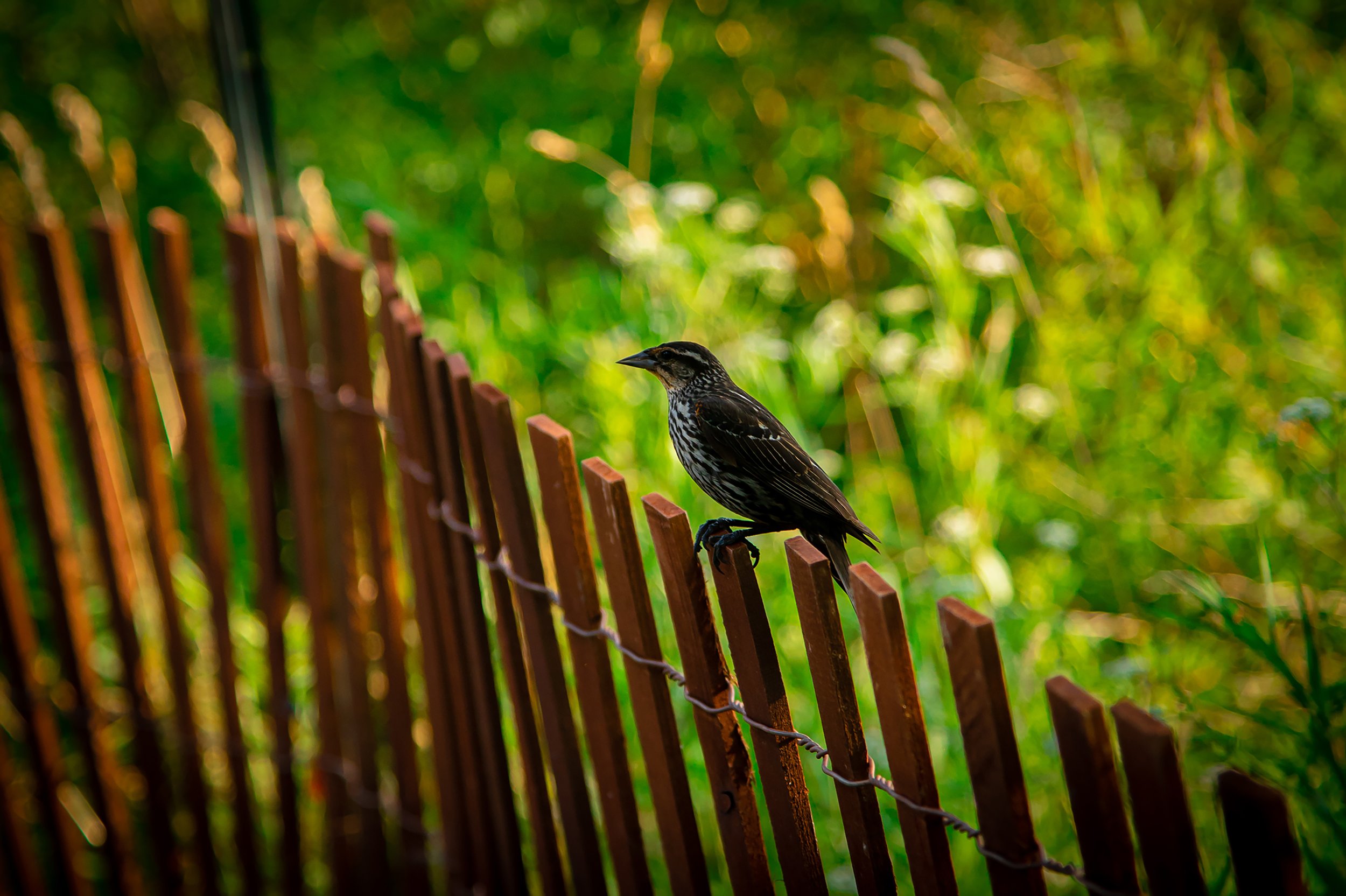 Perched Bird