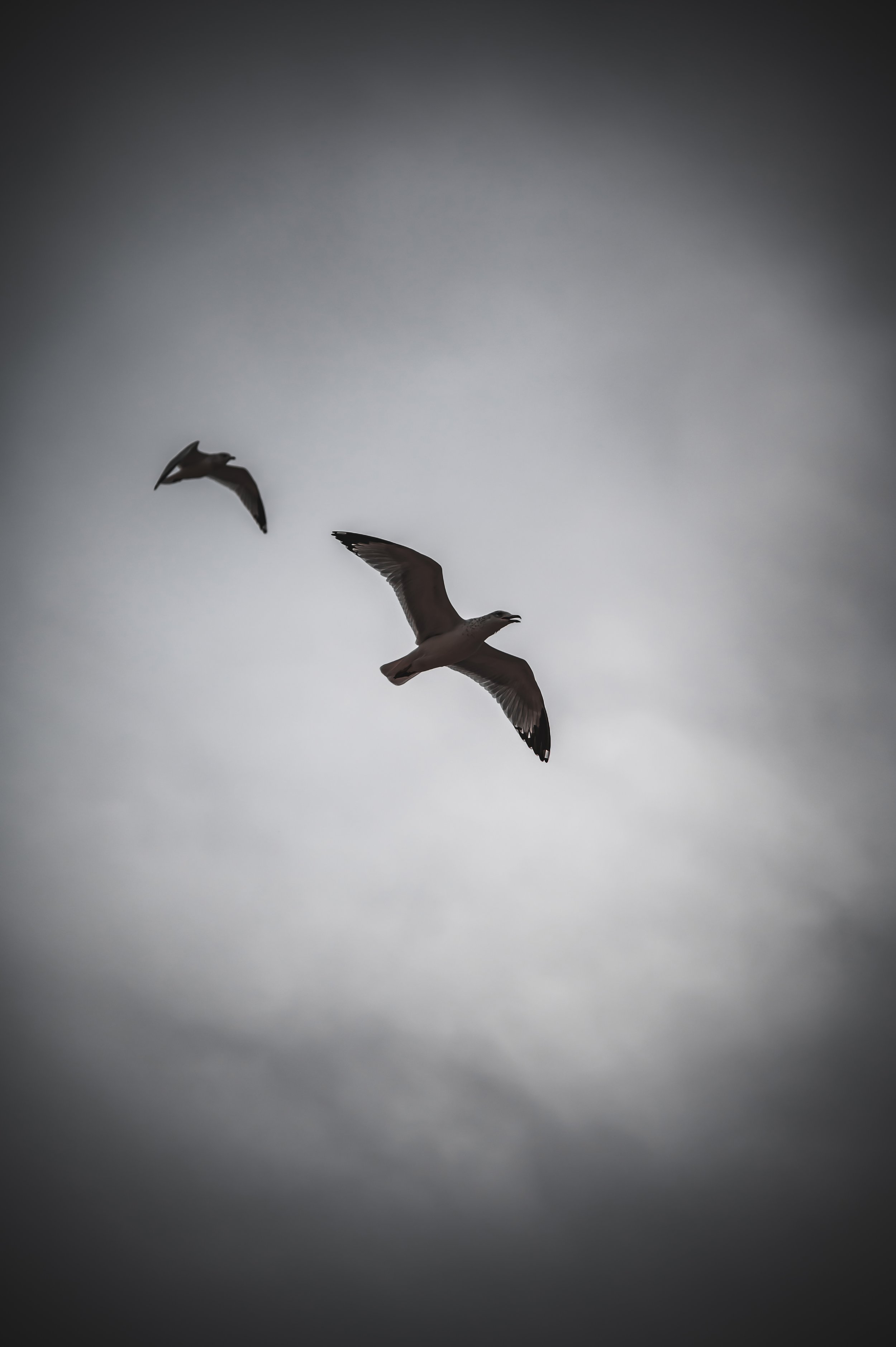 Seagull Flight