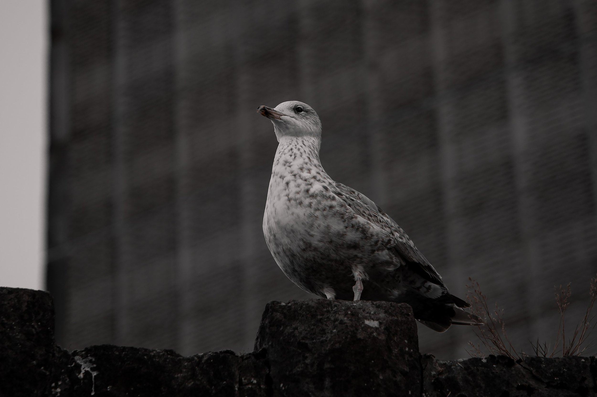 Seagull Watch
