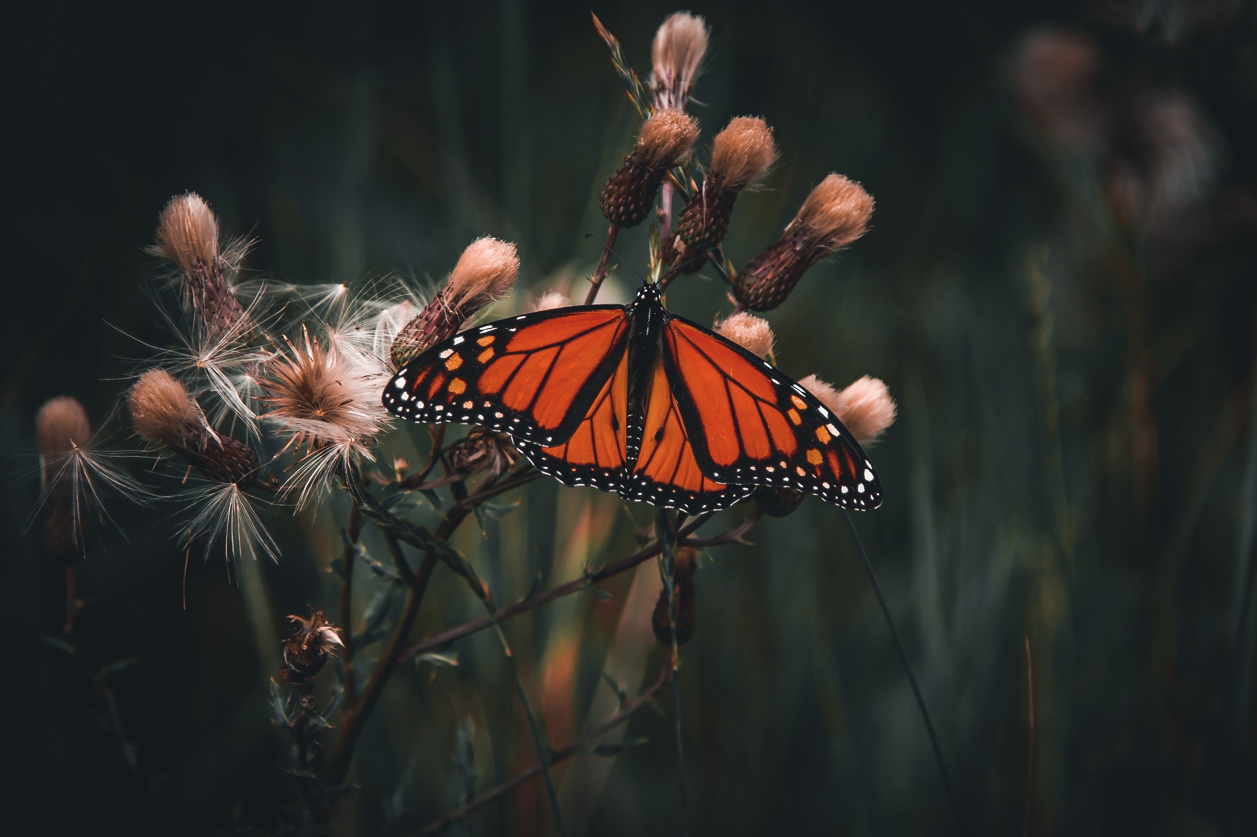 Wings and Petals