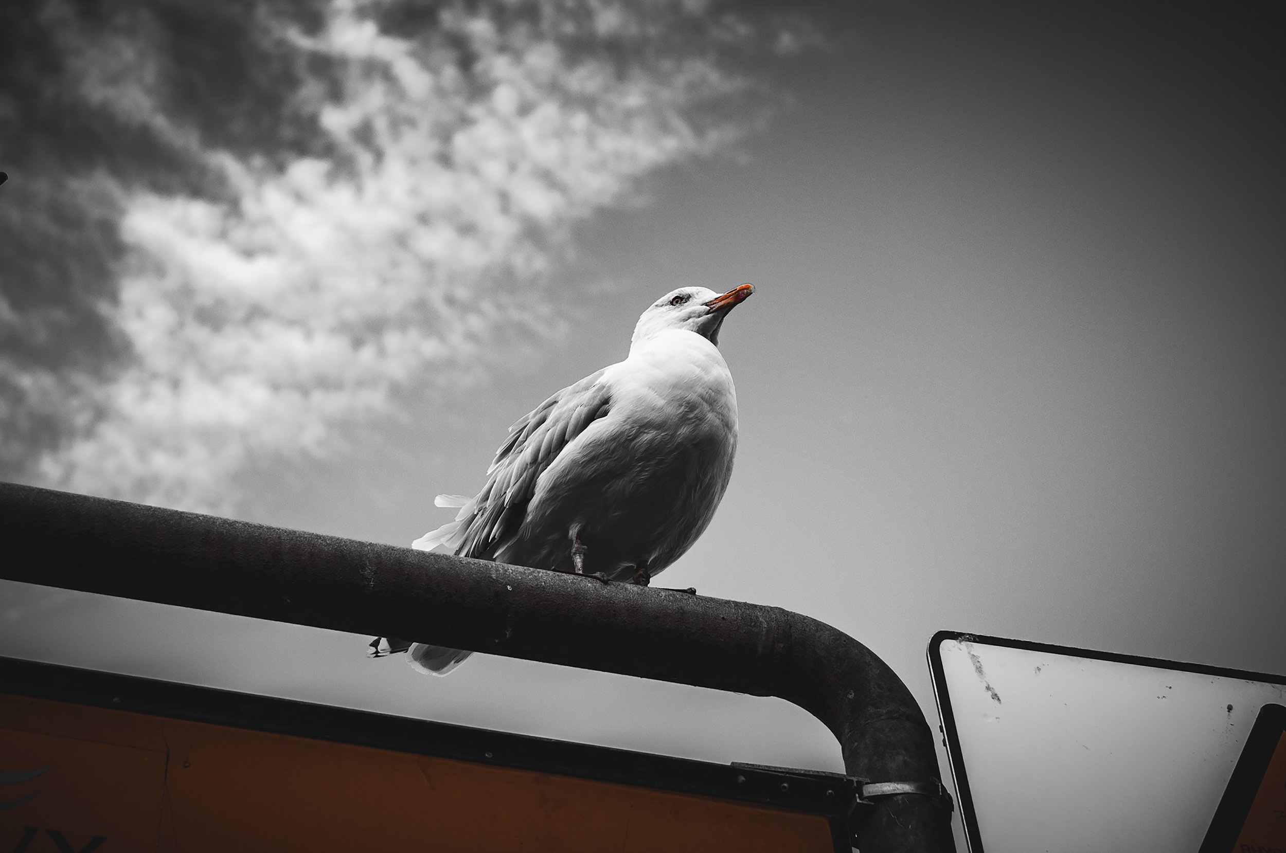 Seaside Sentinel