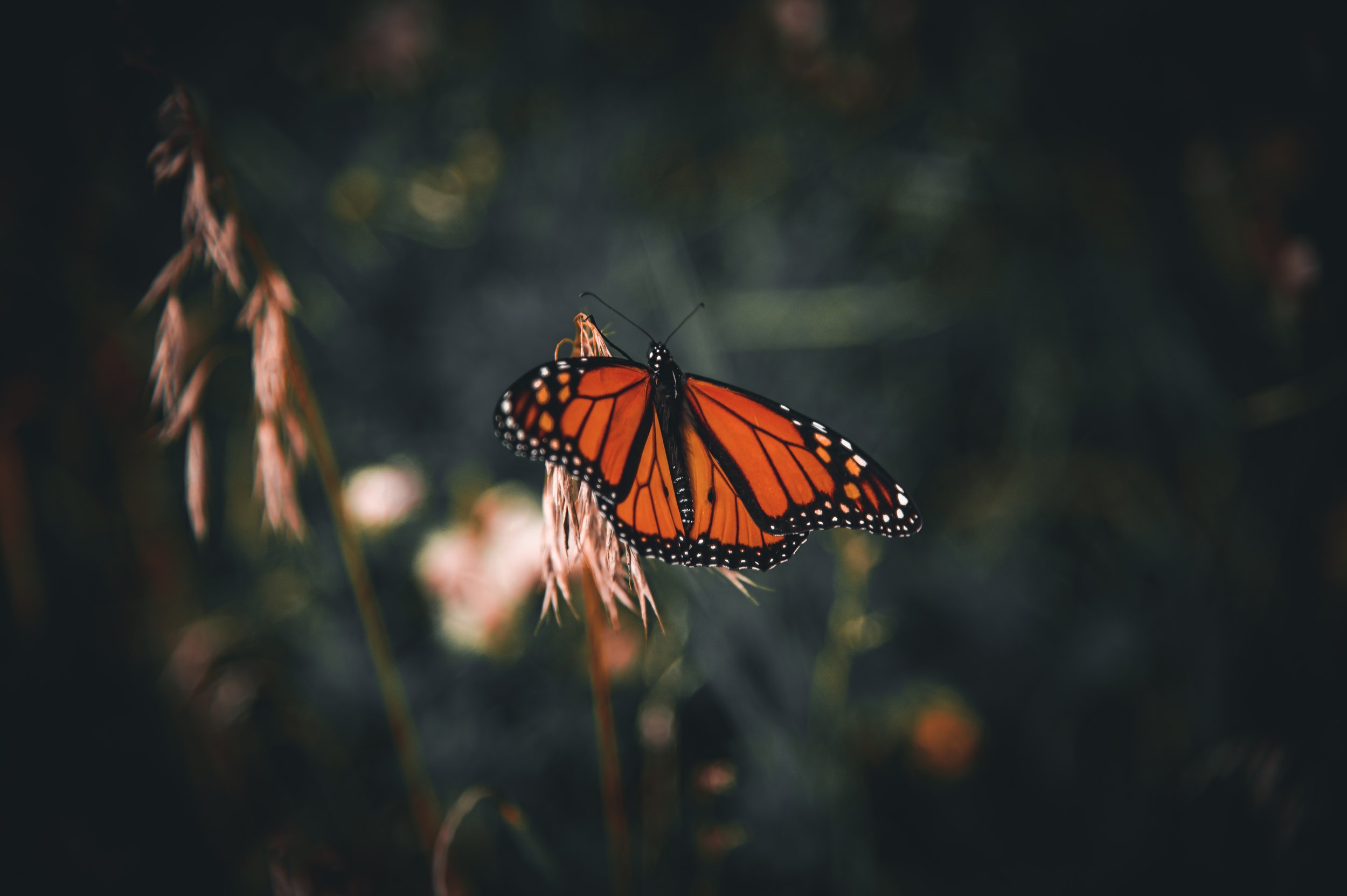 Wings of Grace