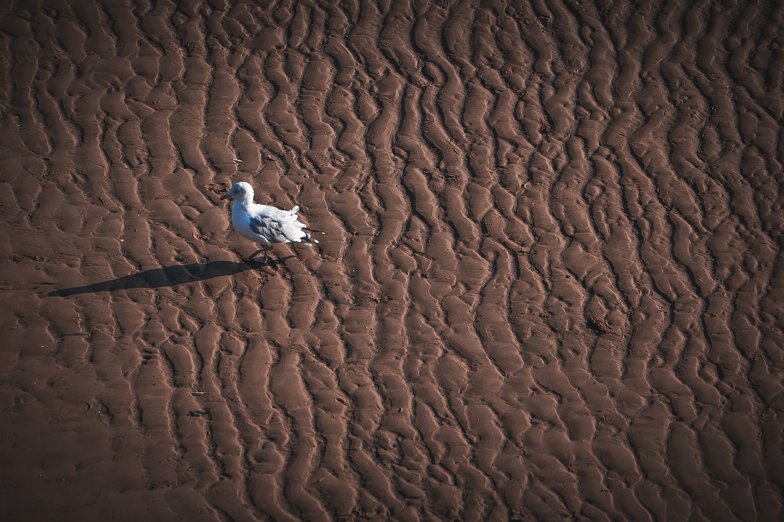 Seagull Steps