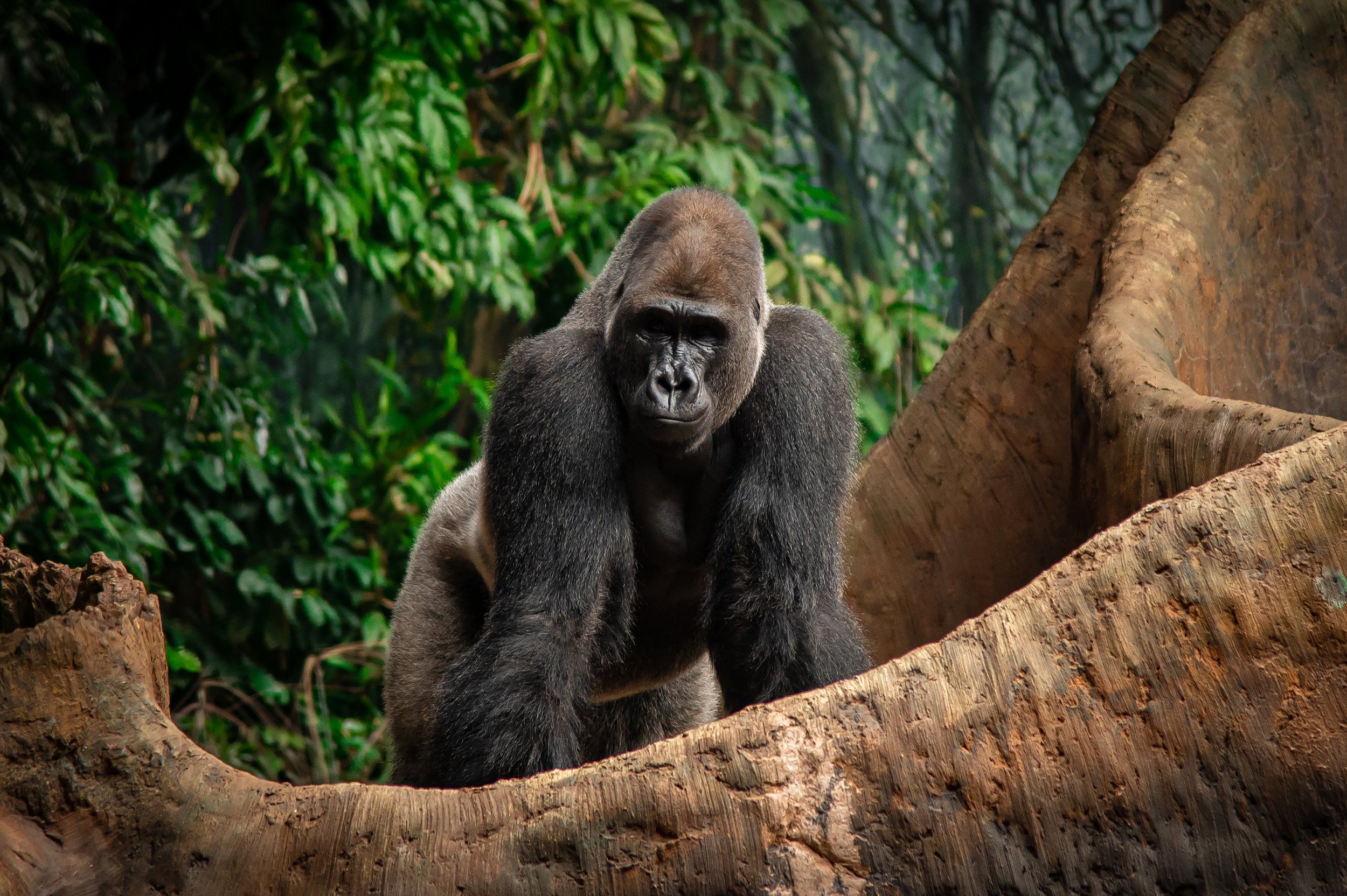 Gorilla Stance