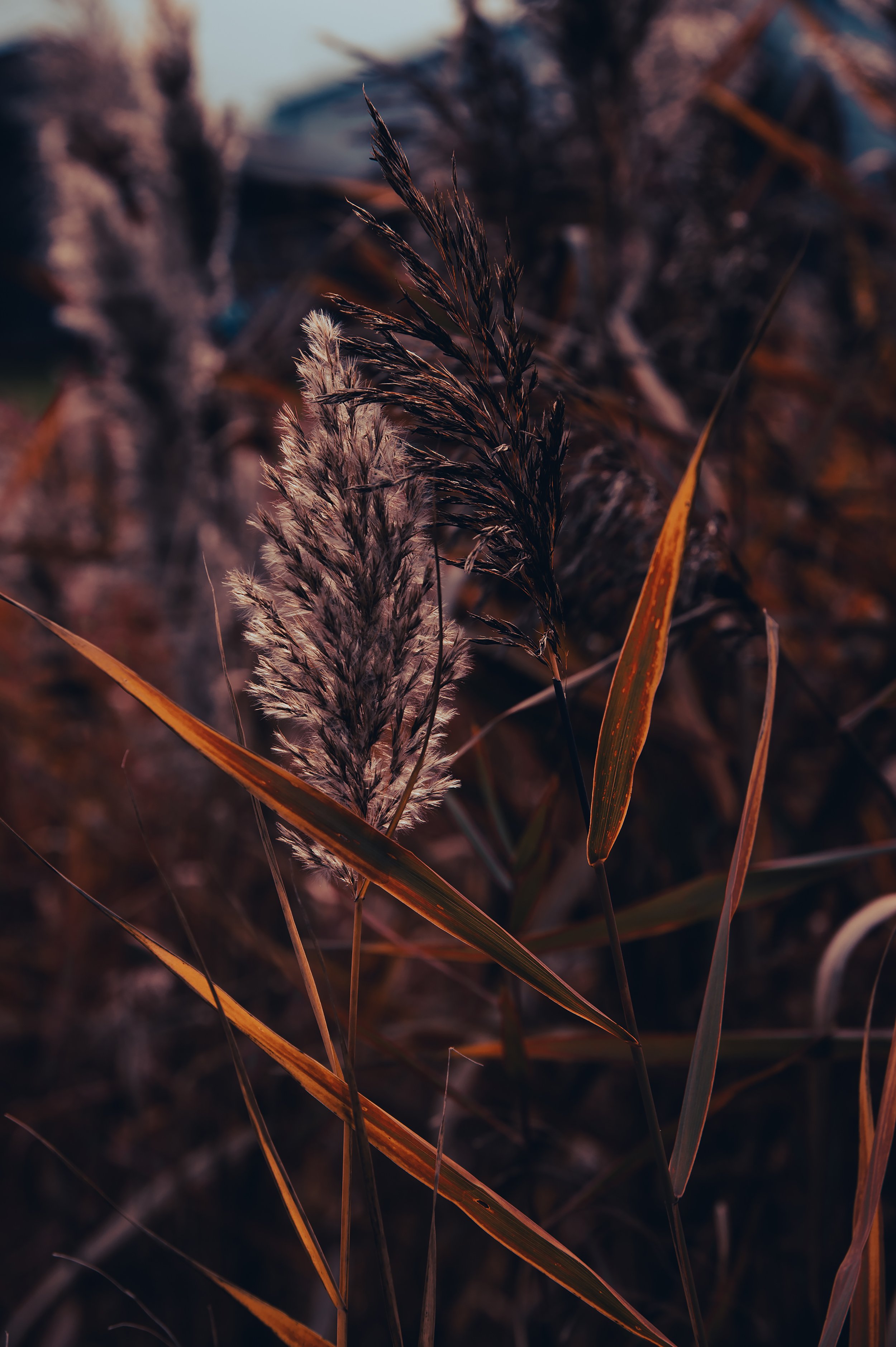 Wheat Buds