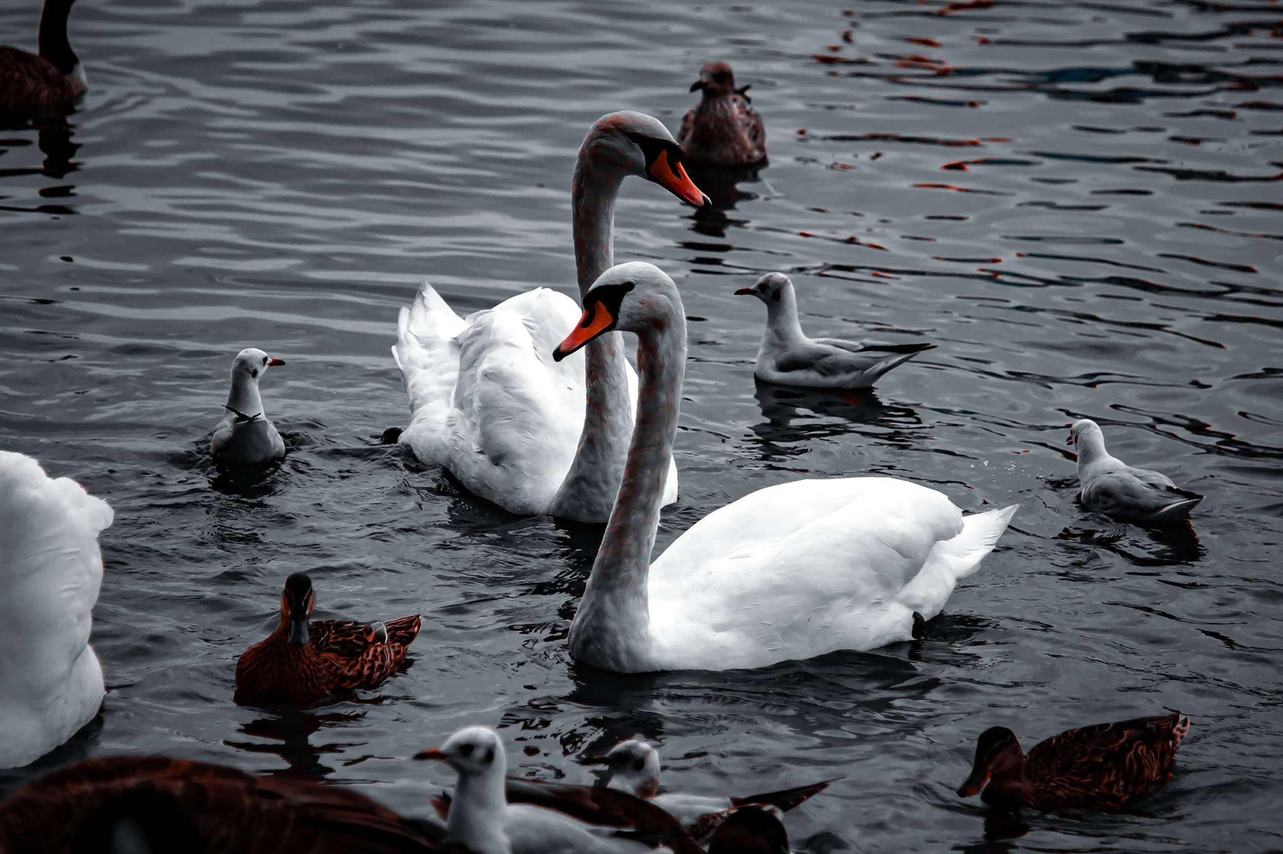 Swan Love