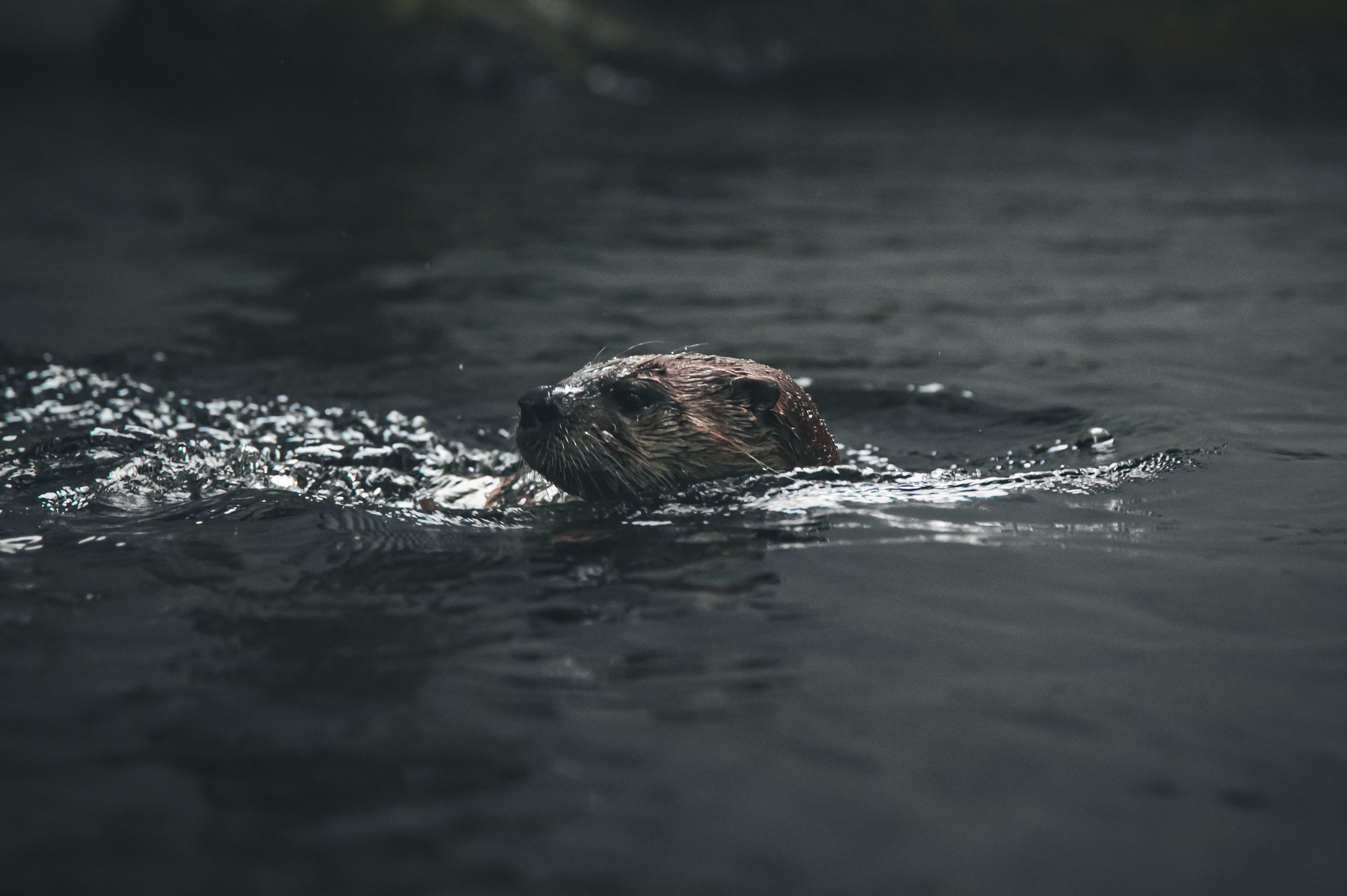 River Runner