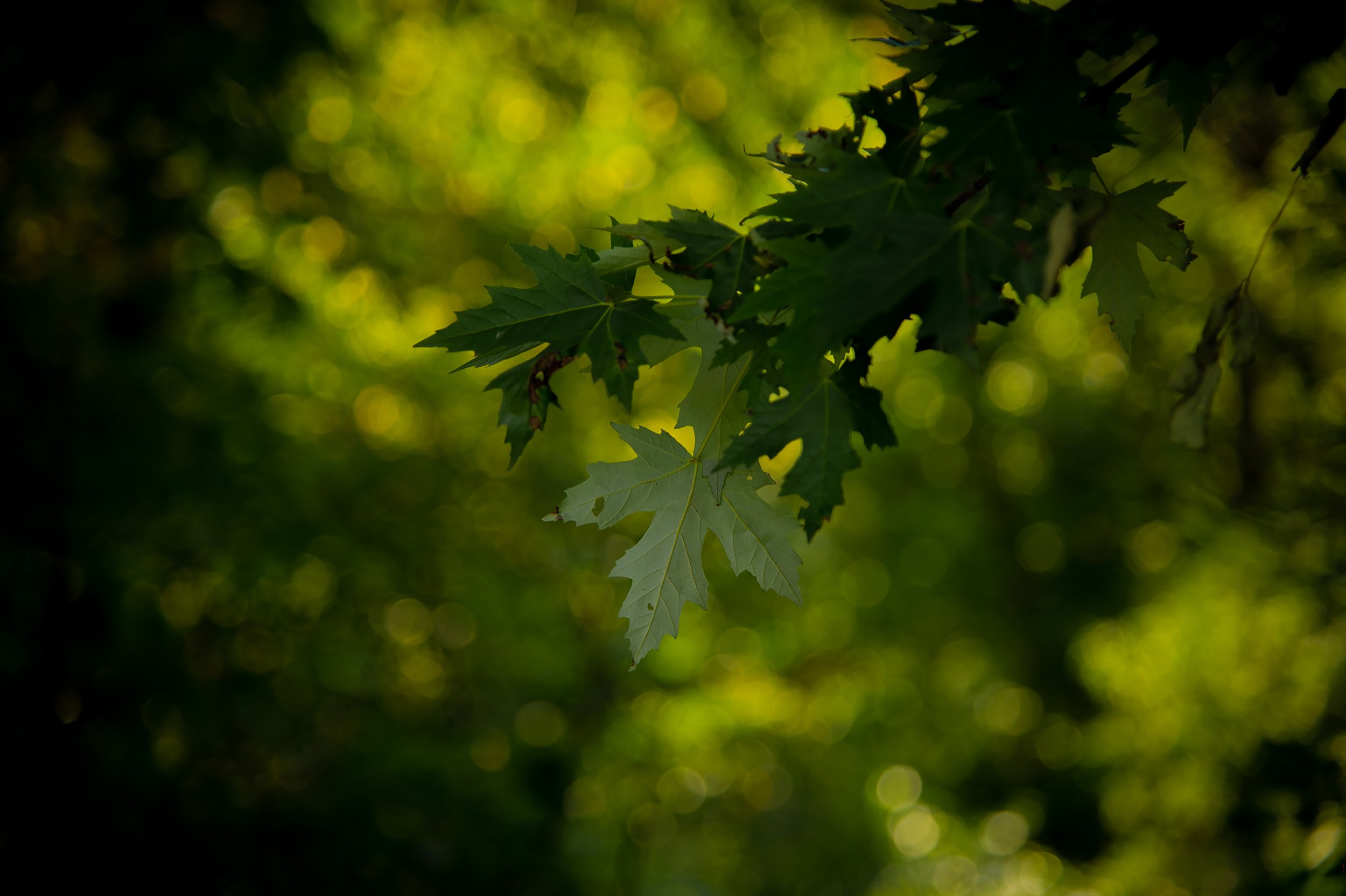Floating Leaves