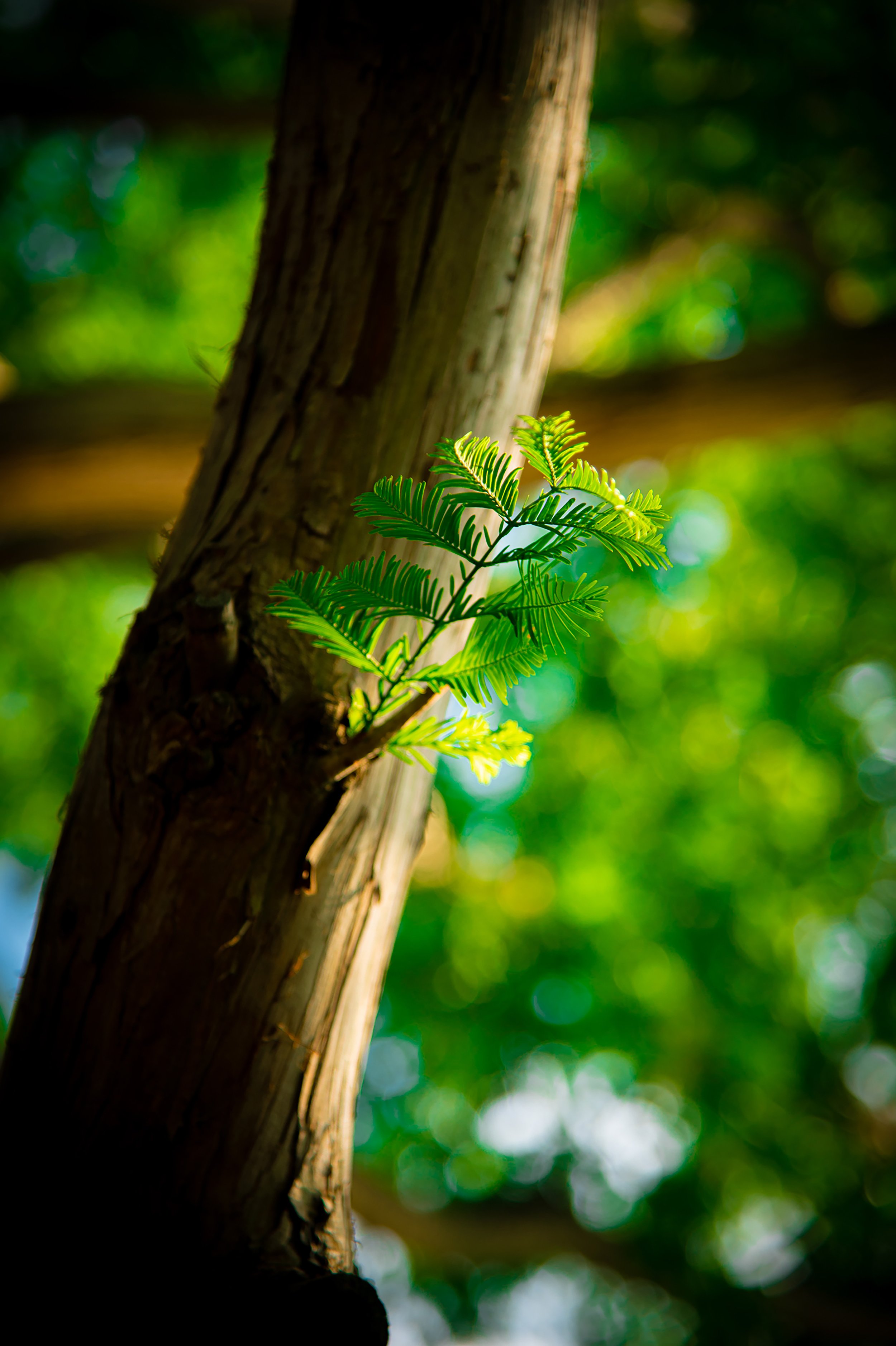 Sprouting Leaf