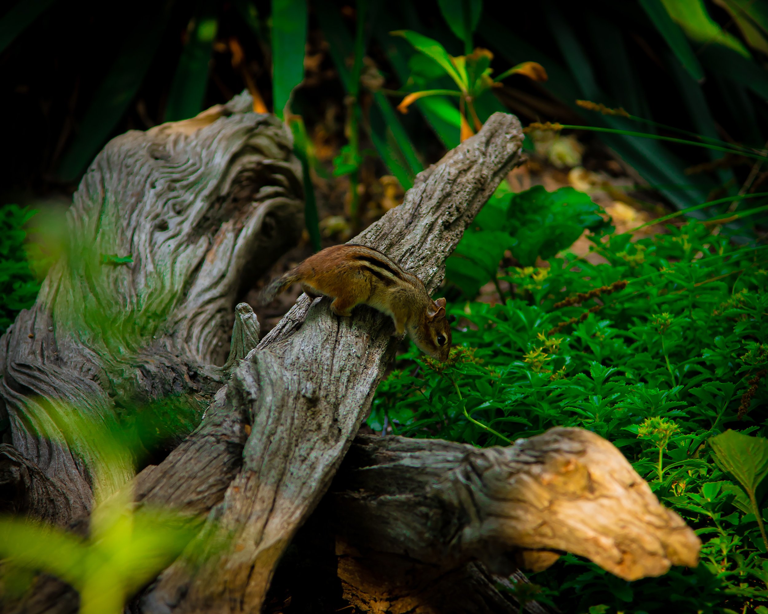 Peeking Chipmunk