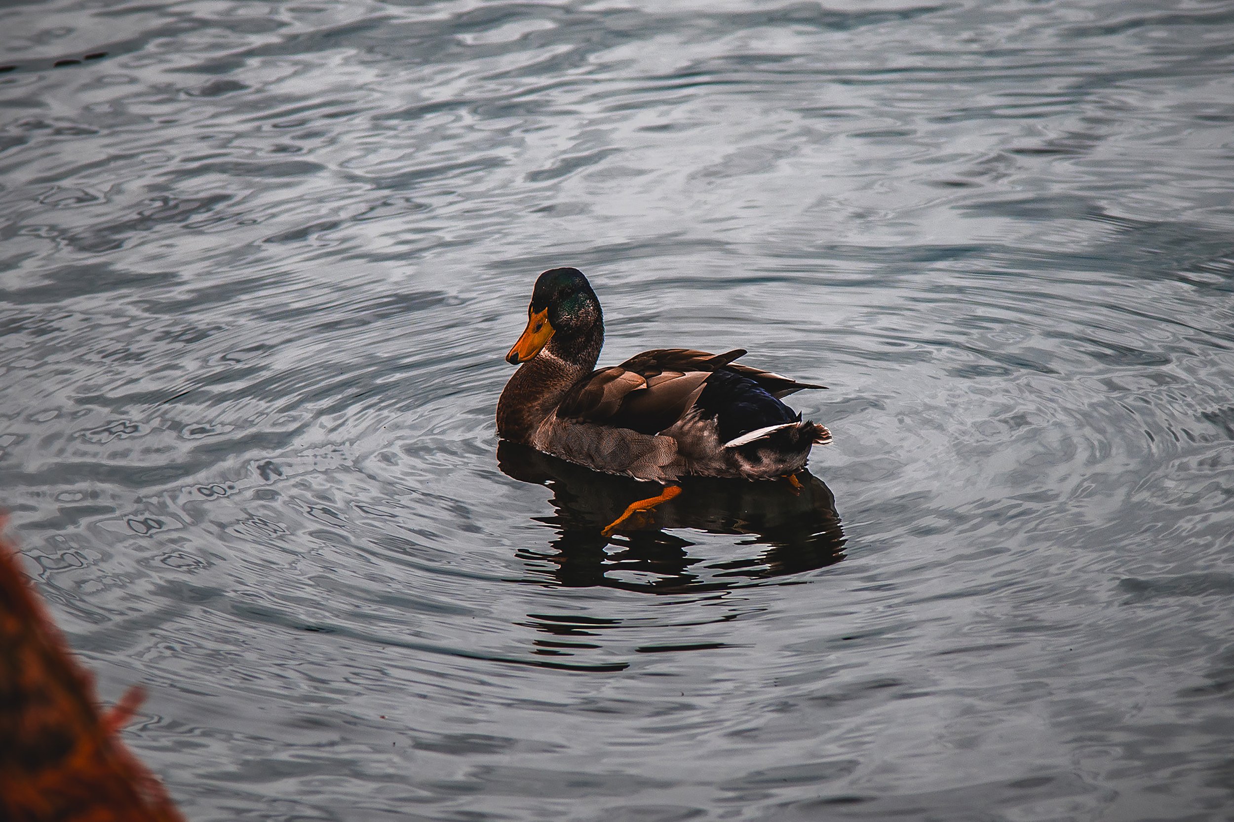 Swimming Serenity