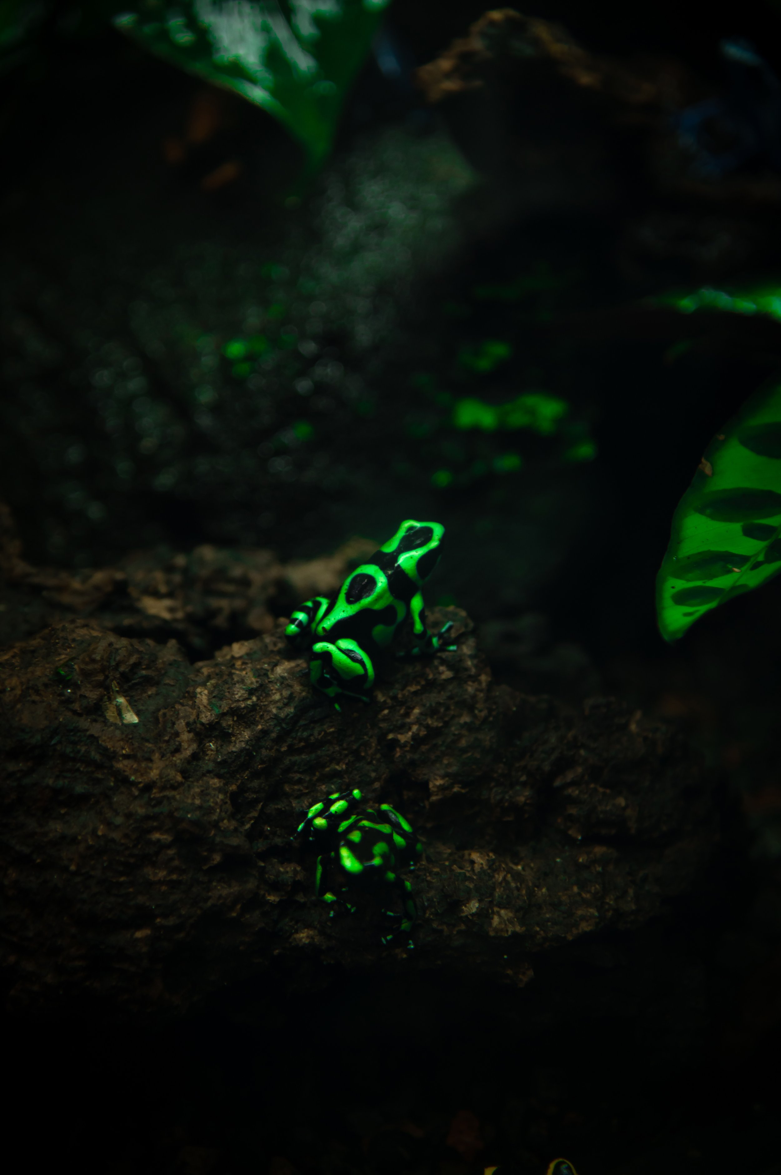 Hopping Emerald