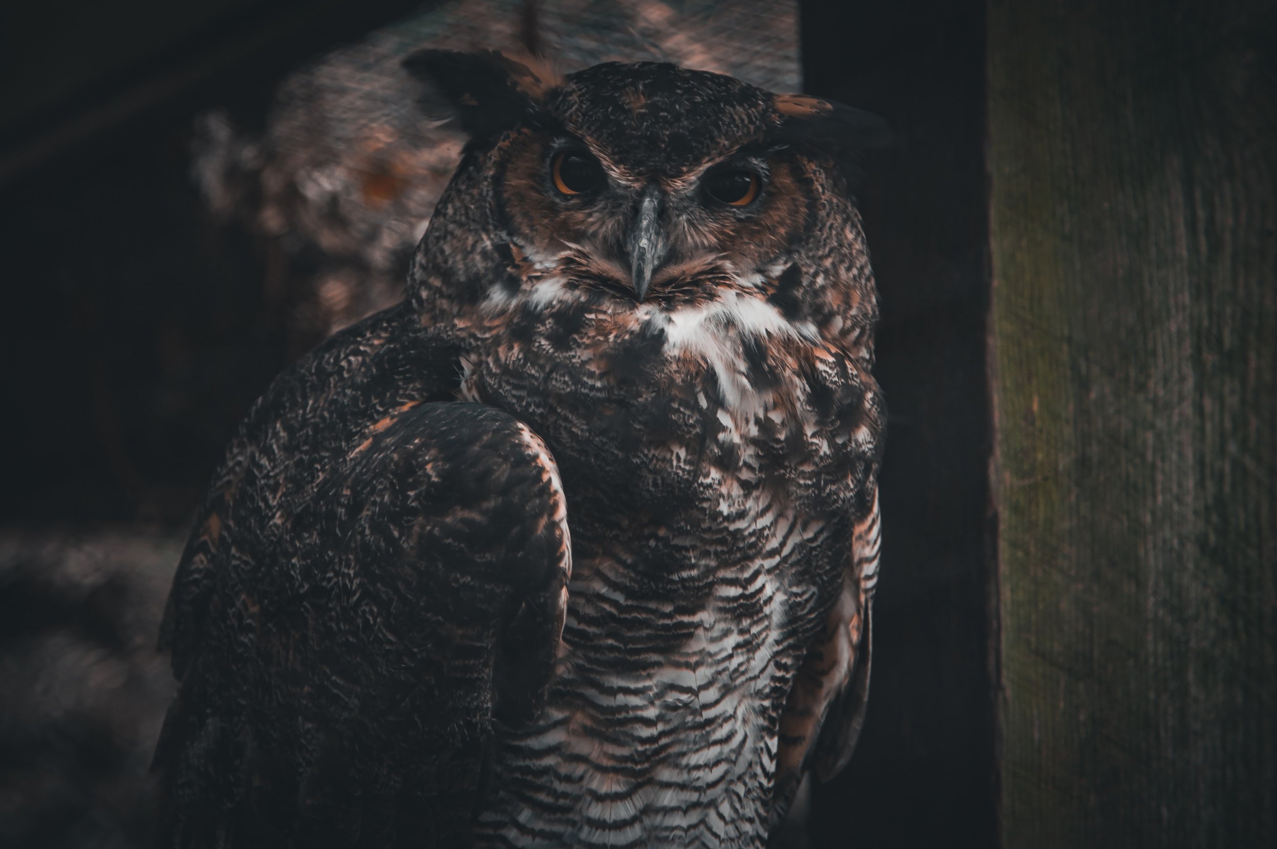 Owl Glare