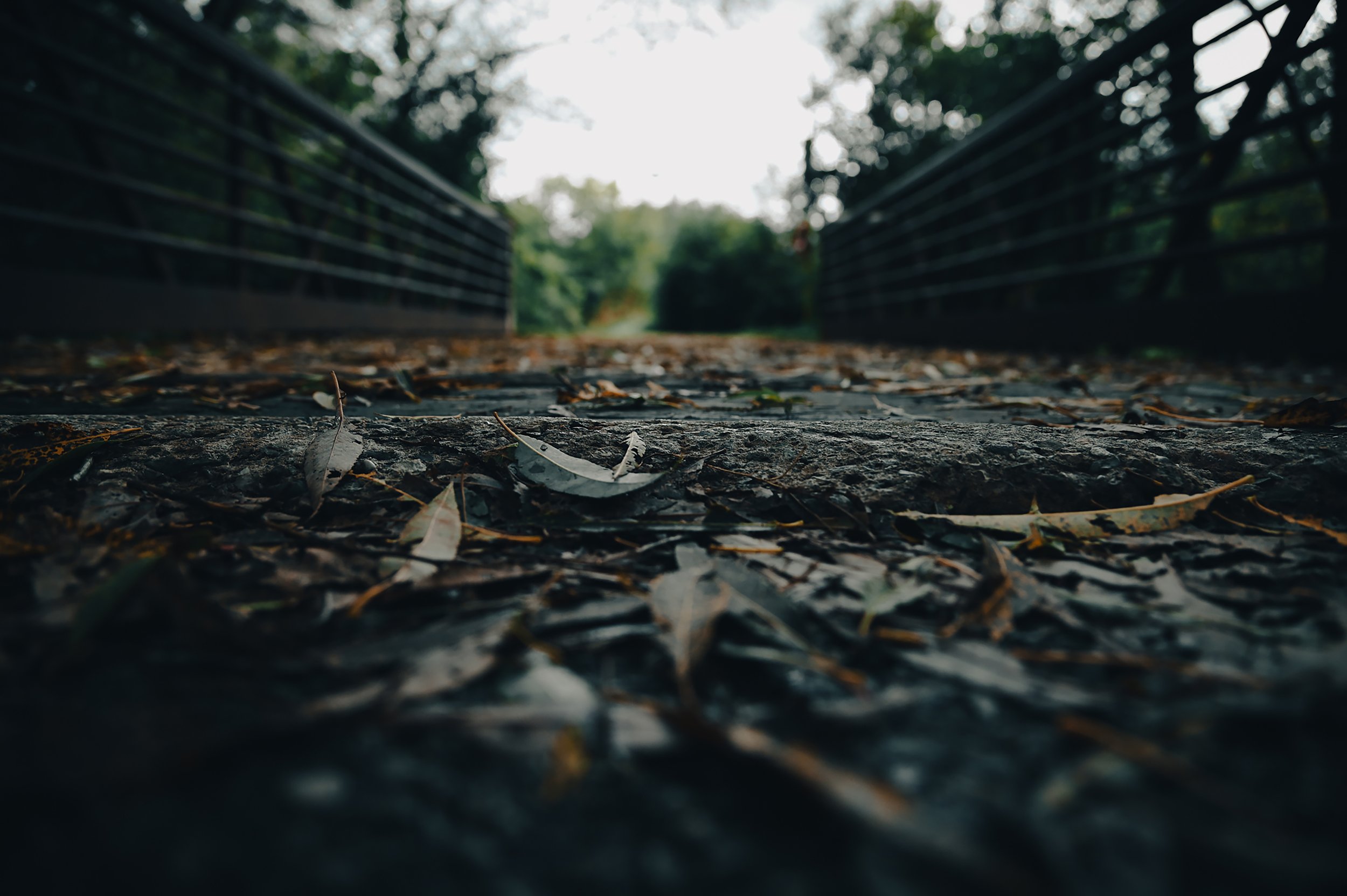 Bridge of Leaves
