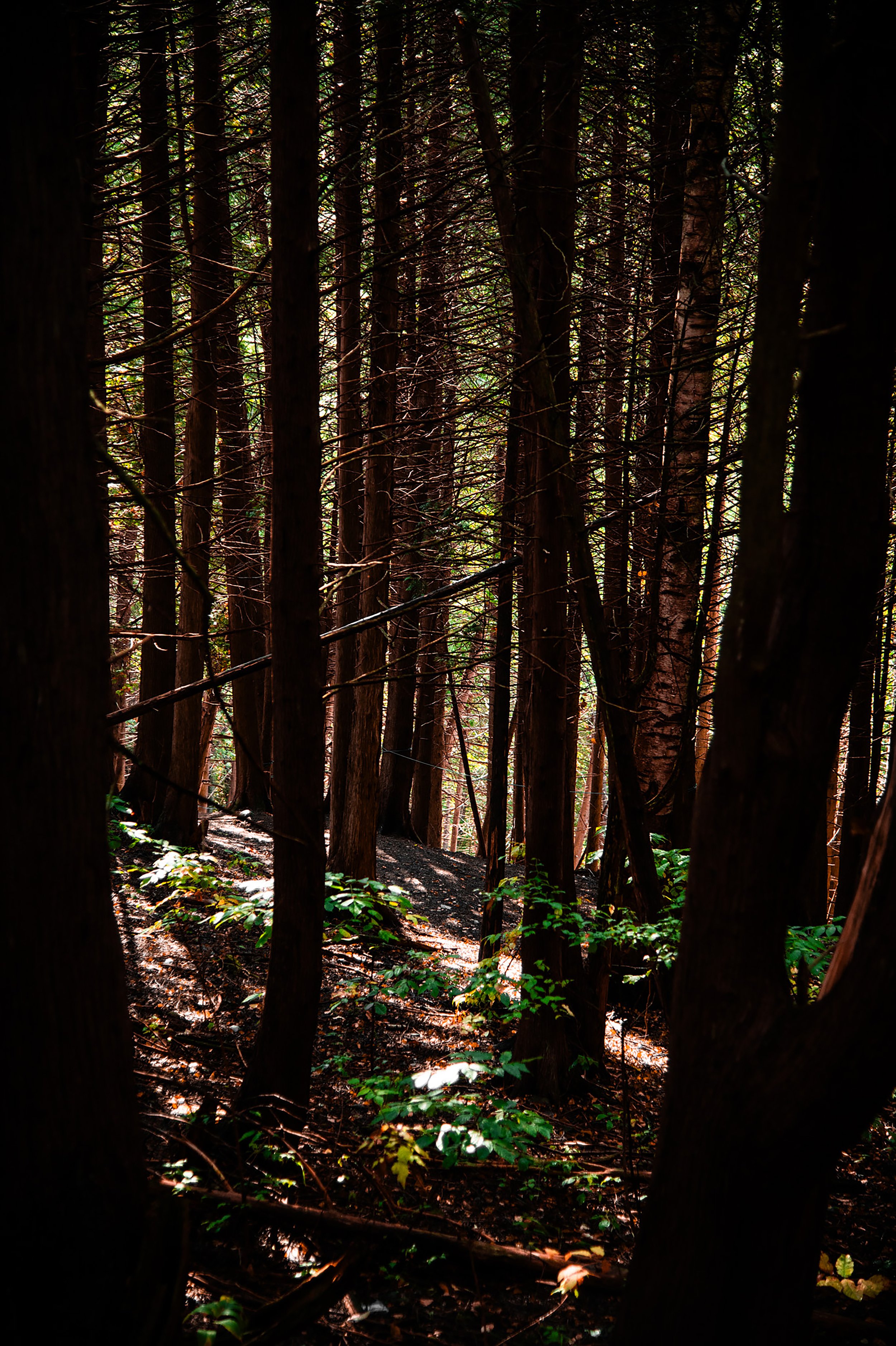 Forest