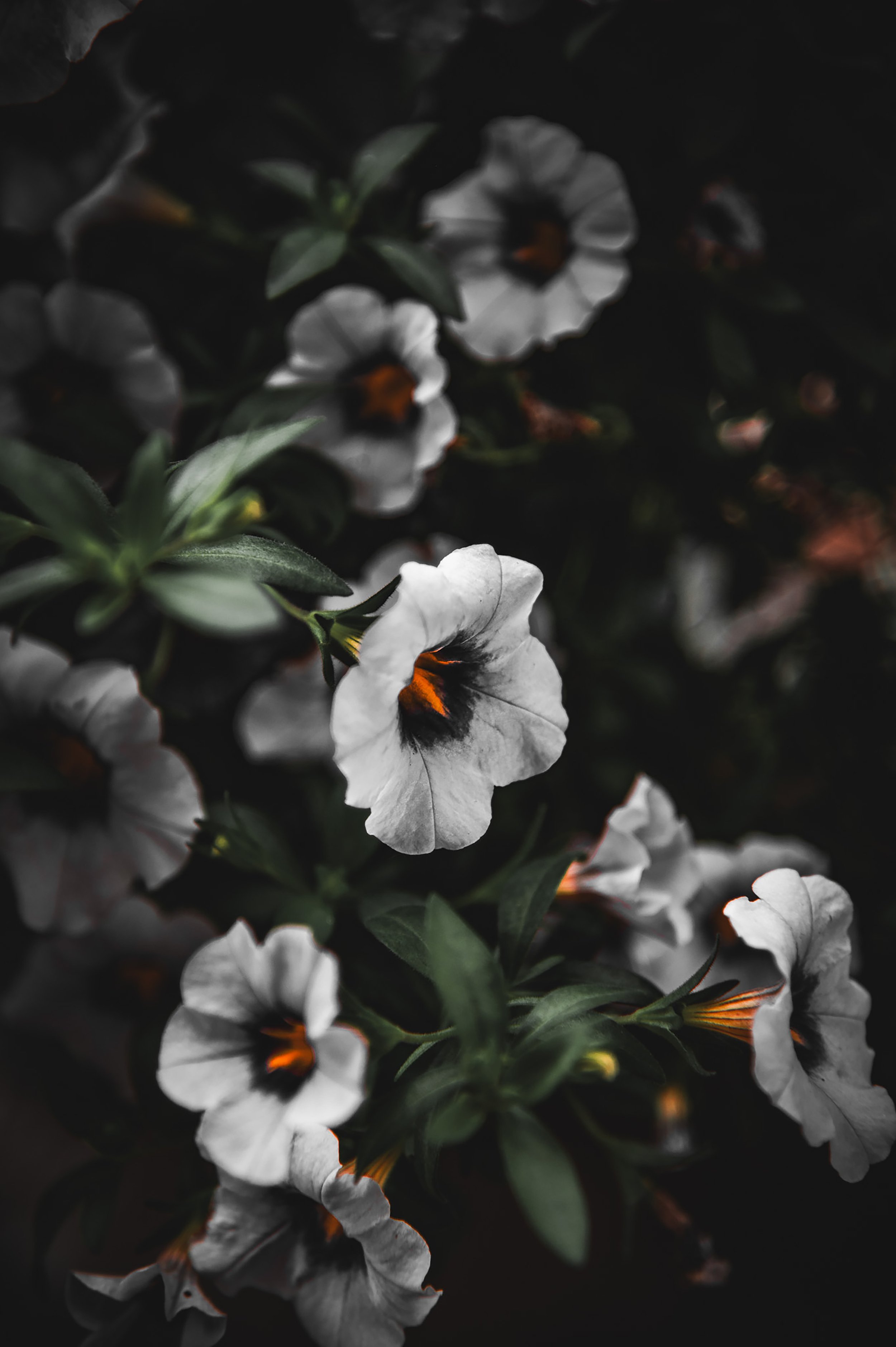 Flower of Nightmares