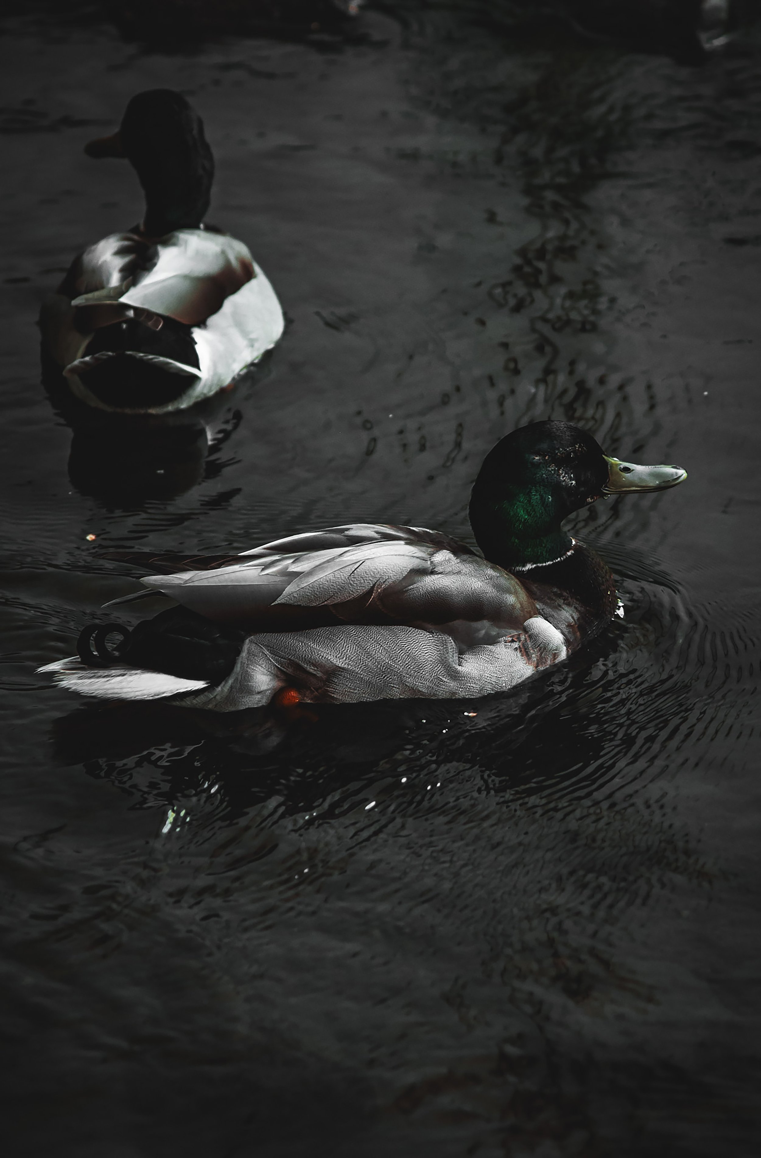 Duck Duo