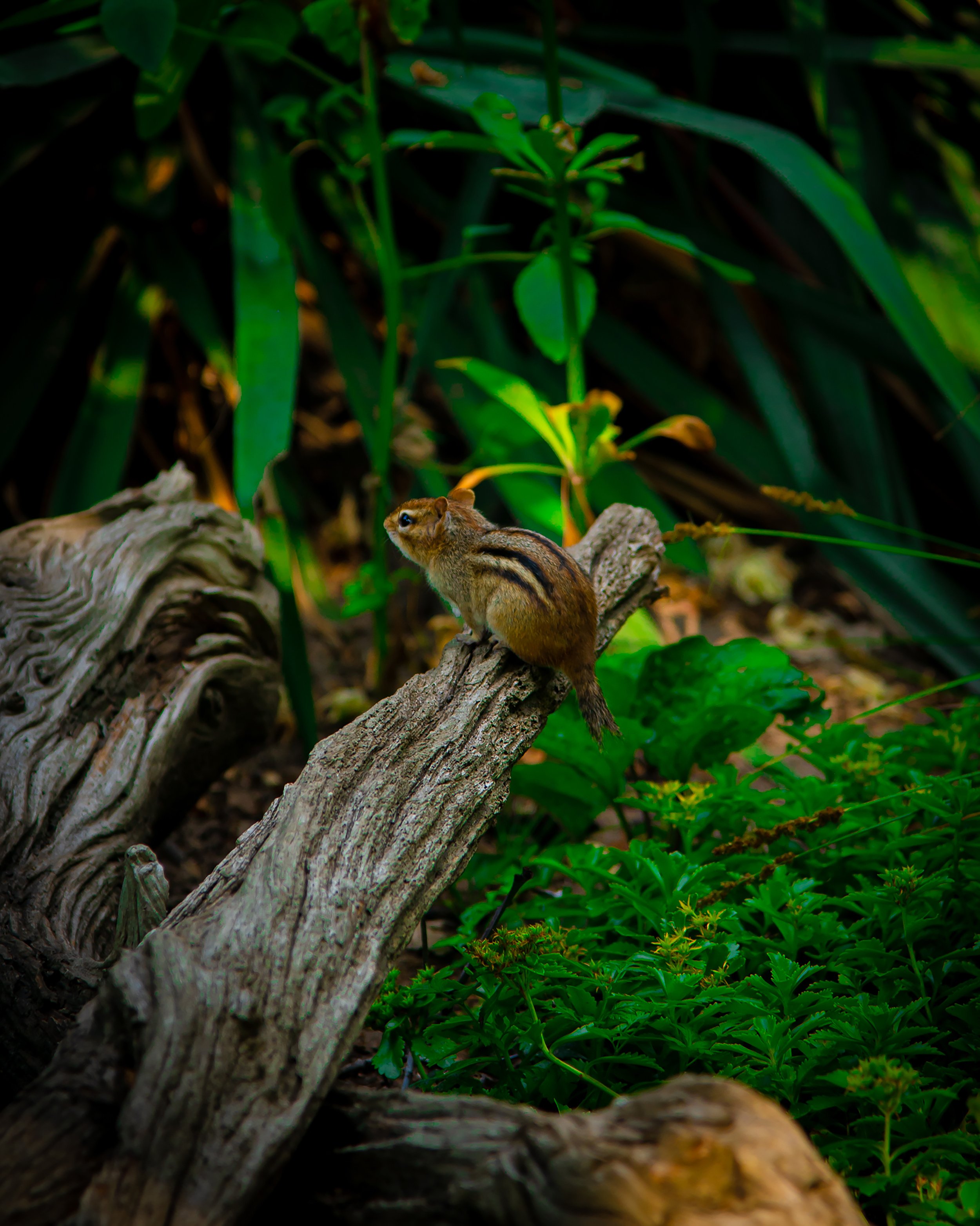 Acorn Ambassador