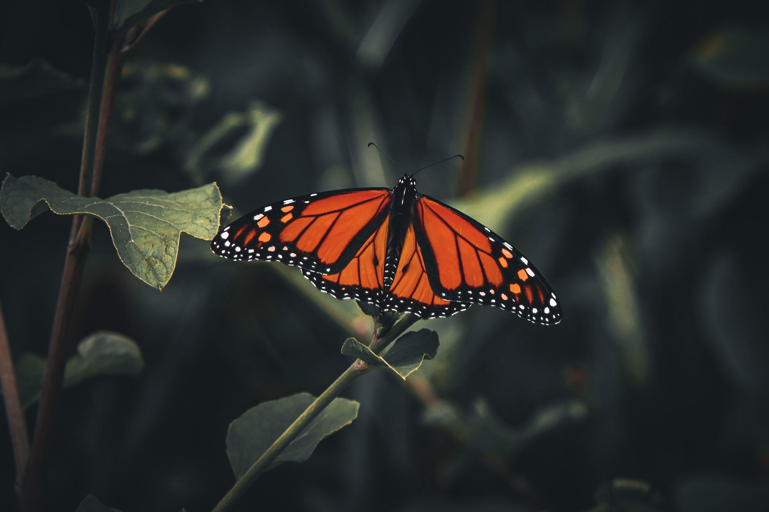 Winged Majesty