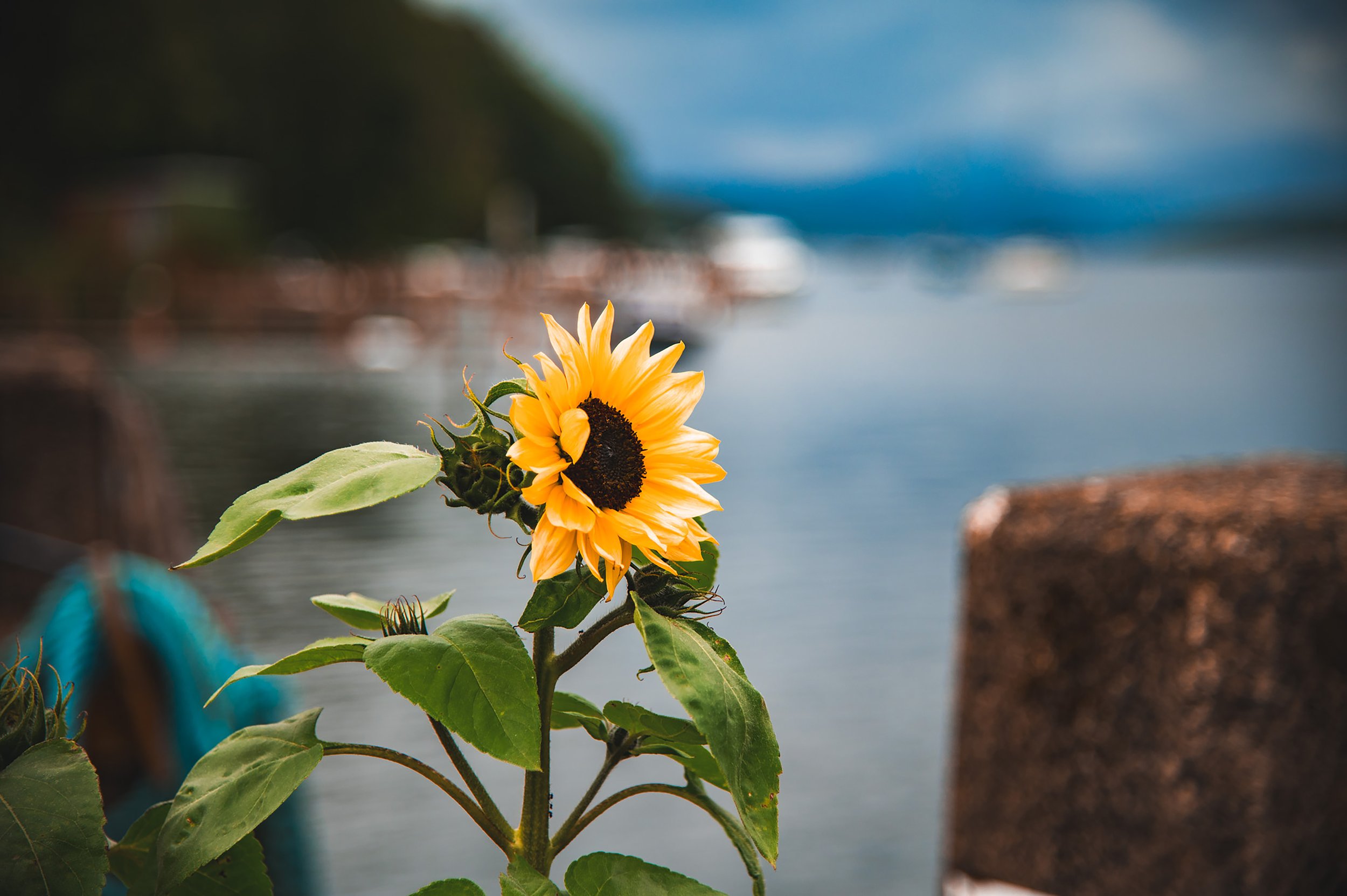 Sun Flower