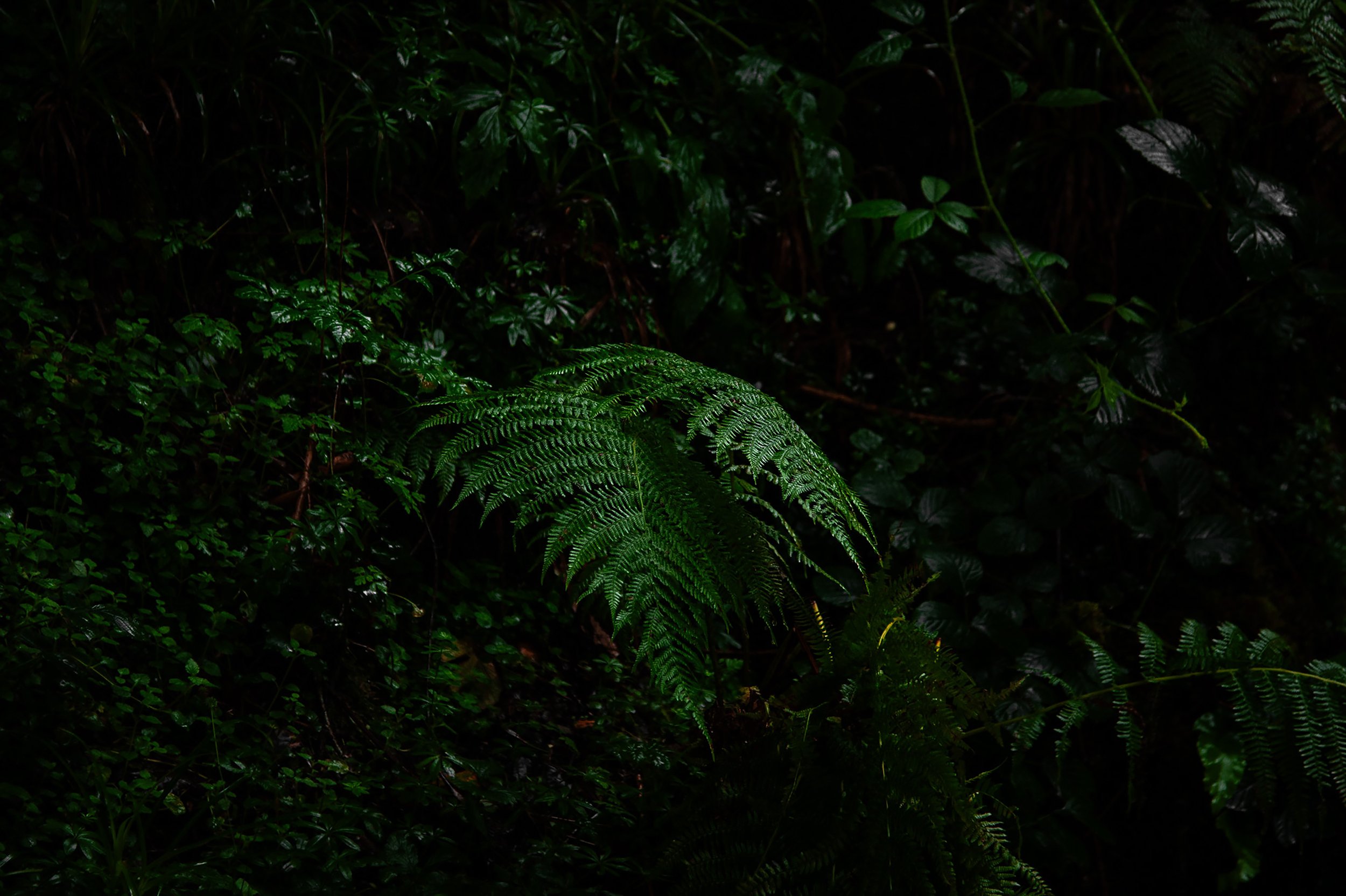 Foliage Frenzy