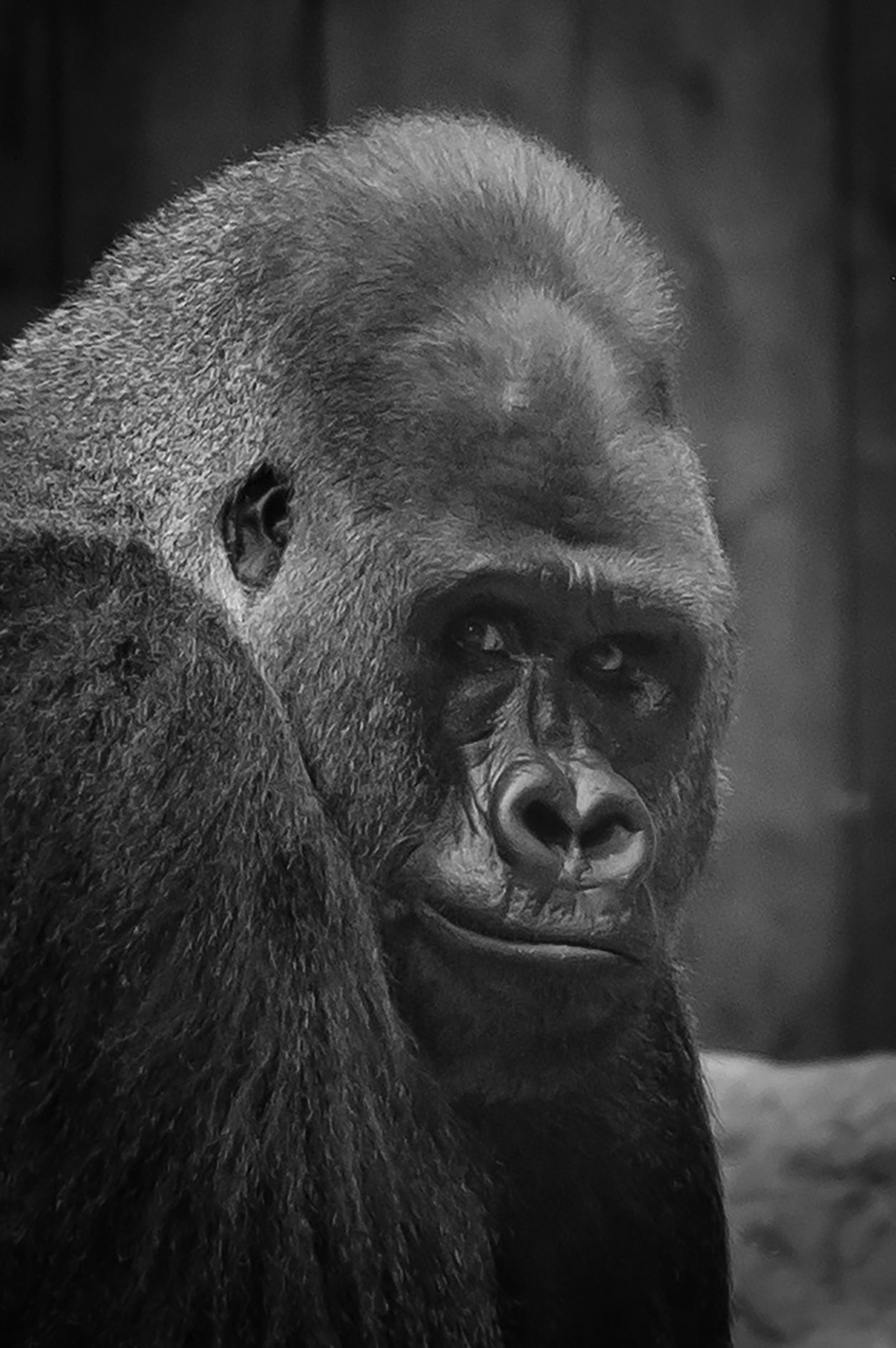 Gorilla Glare