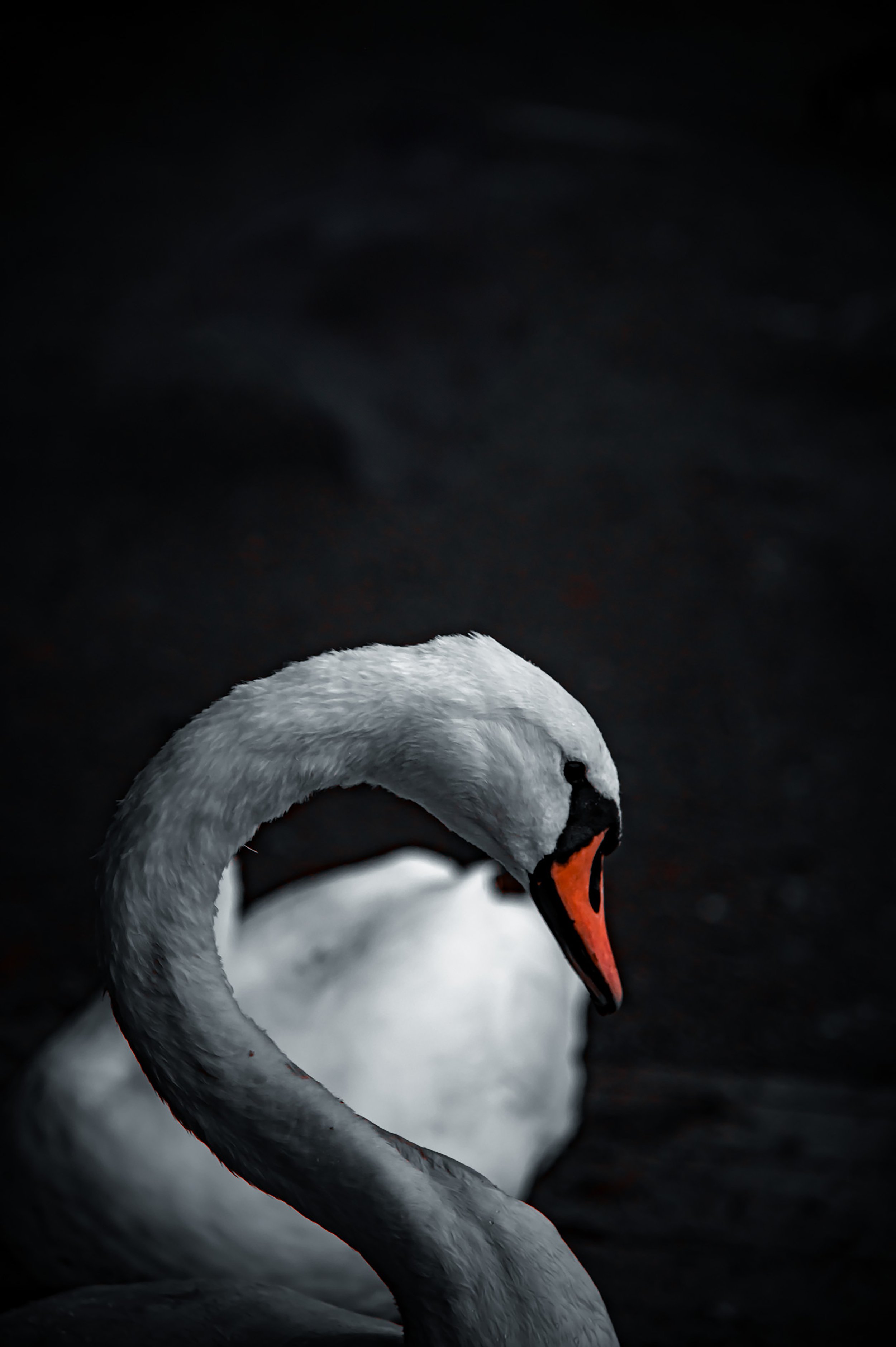 Swan Stance