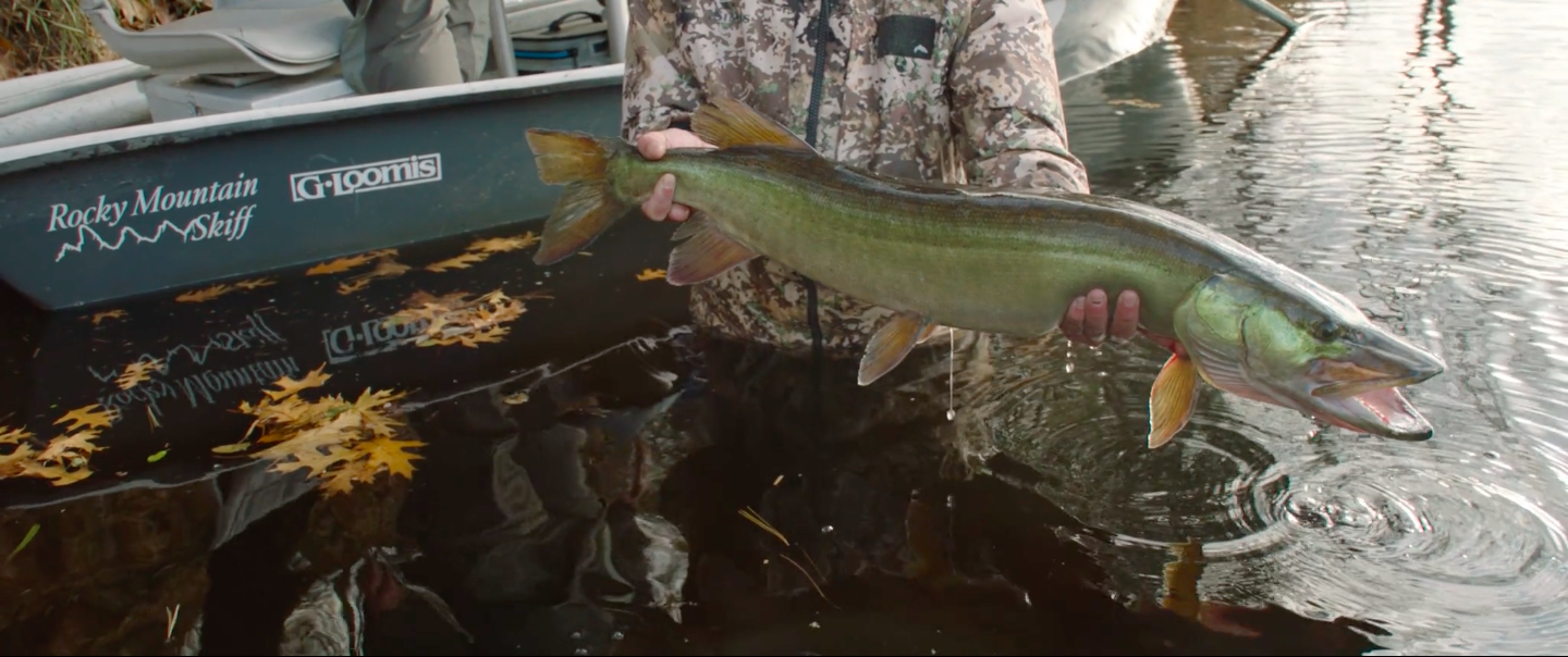 Screen Shot 2018-12-05 at 10.23.02 AM.png