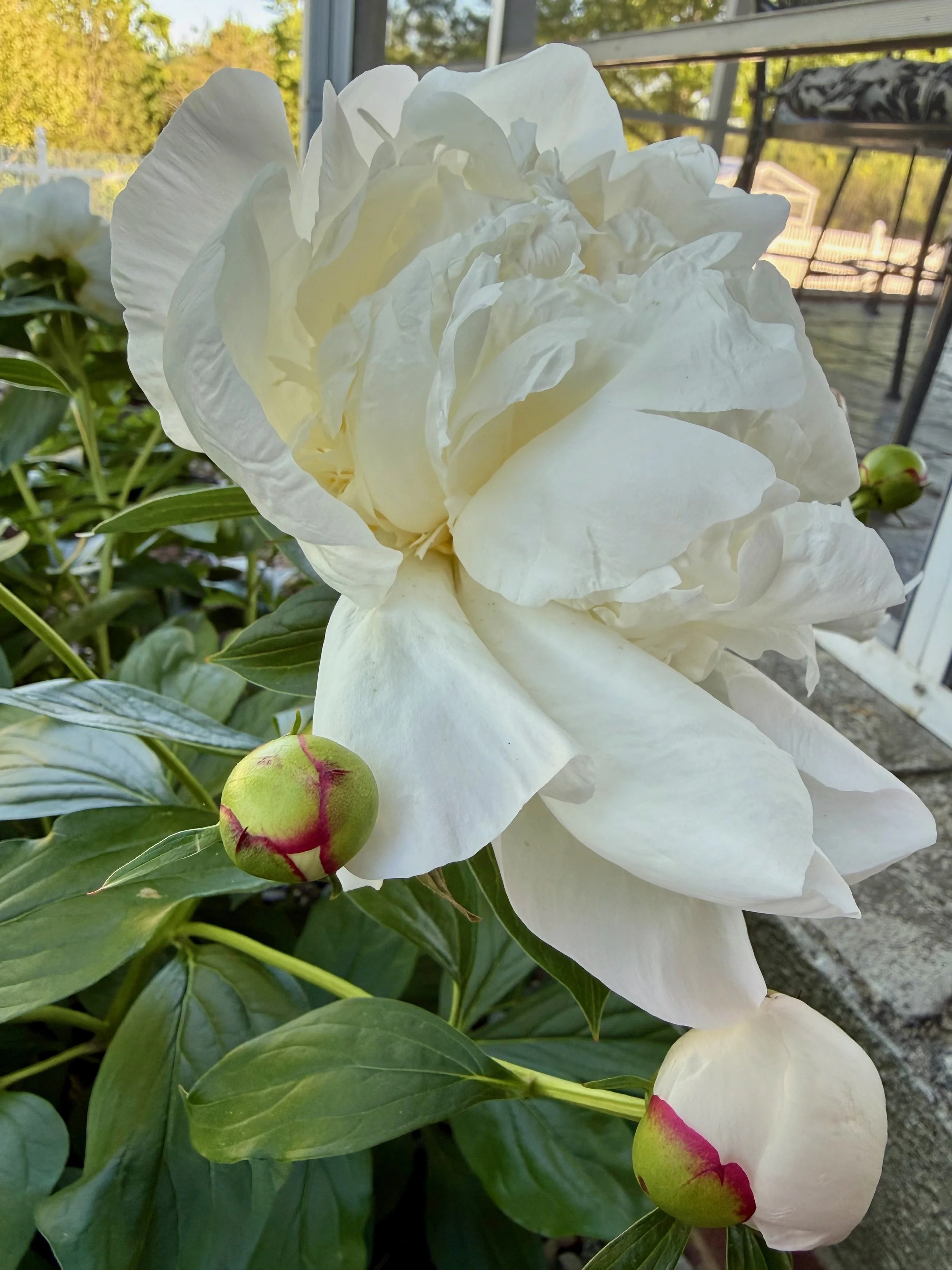 IMG_2093.jpeg