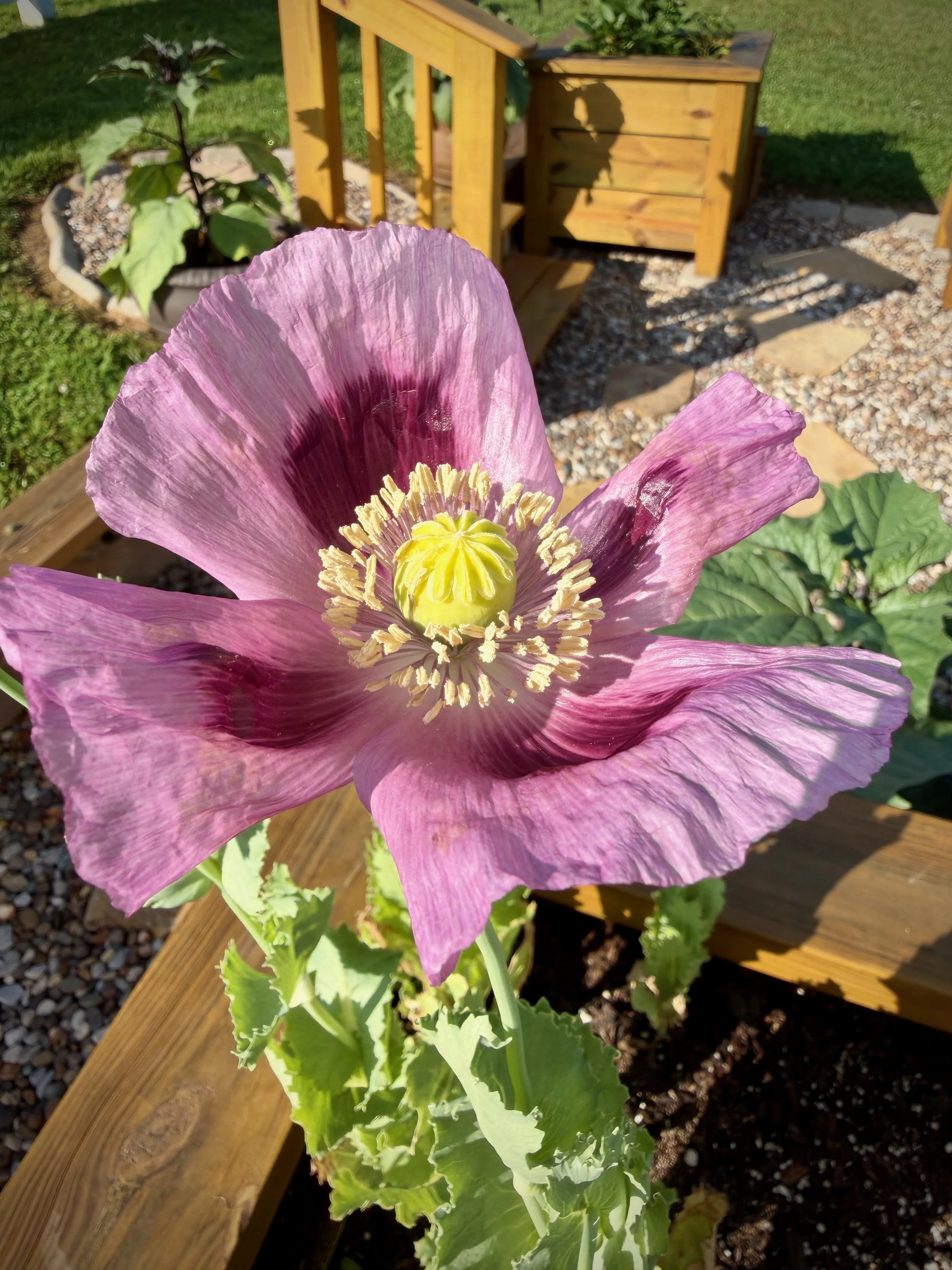 Hungarian Blue